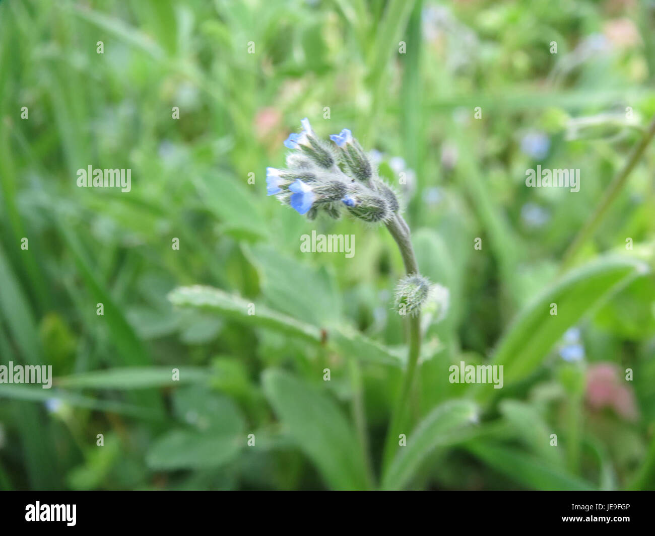 Myosotis arvensis, aussi connu sous le nom de champ Forget-me-Not, est une espèce de plante à fleurs originaire d'Europe et d'Asie, reconnue pour ses petites fleurs bleues. Banque D'Images