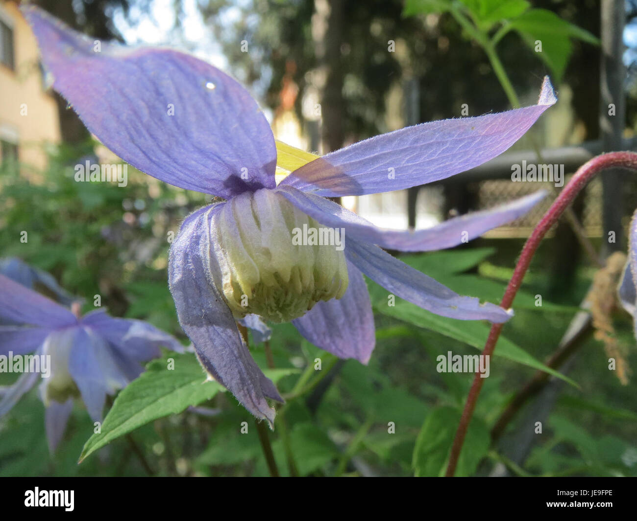 Clematis alpina, représentée sur l'image du 11 avril 2014, est une espèce de vigne à fleurs connue pour ses fleurs bleues à violettes. Cette plante robuste est souvent utilisée dans l'aménagement paysager de jardin et est connue pour sa résilience et son attrait esthétique. Banque D'Images
