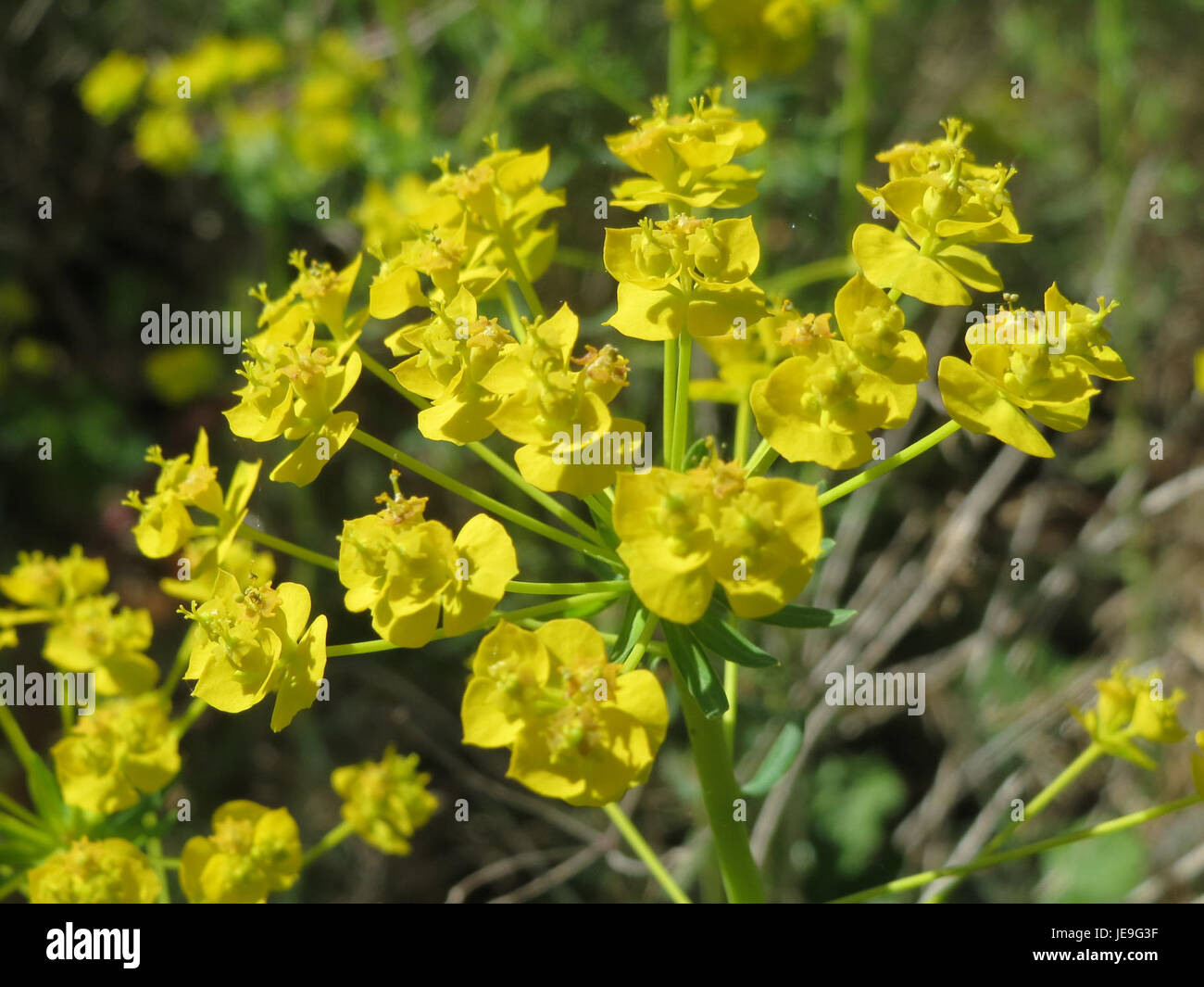 Euphorbia cyparissias, communément appelé Cypress Spurge, est une plante vivace originaire d'Europe. L'image capture les fleurs jaune-vert distinctives de la plante, qui poussent en grappes, mettant en valeur son aspect unique. Banque D'Images