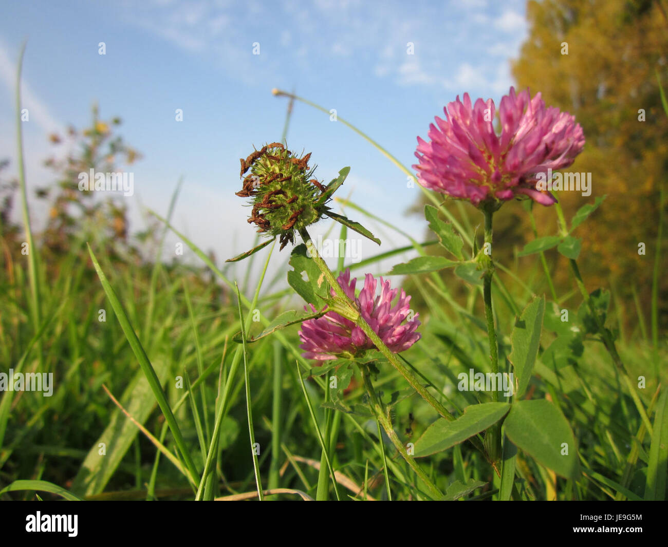 Wiesenklee (Trifolium pratense) est une espèce de trèfle originaire de la région du Rhin. Cette plante est connue pour ses fleurs violettes et est couramment utilisée en agriculture pour l'enrichissement des sols et comme fourrage pour le bétail. Il joue un rôle dans la fixation de l'azote, améliorant la fertilité du sol. Banque D'Images