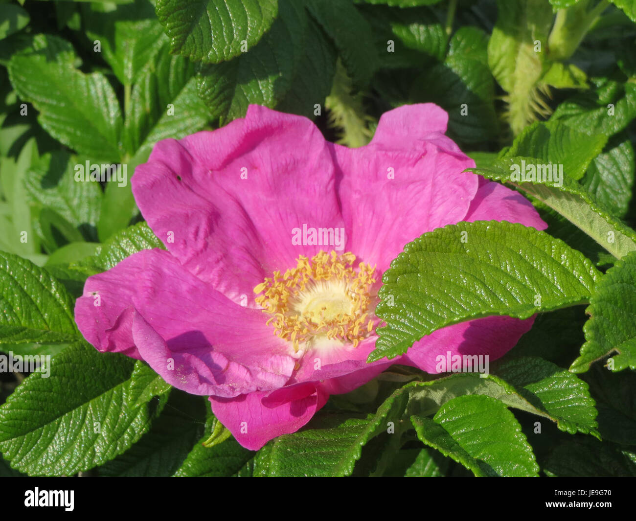 Rosa rugosa, communément appelé rose rugosa, est un arbuste rustique originaire d'Asie de l'est. Connu pour ses fleurs parfumées et sa valeur ornementale, il est souvent utilisé dans l'aménagement paysager et possède des propriétés médicinales. La plante est également cultivée pour ses hanches de rose, qui sont utilisées dans les confitures et les tisanes. Banque D'Images