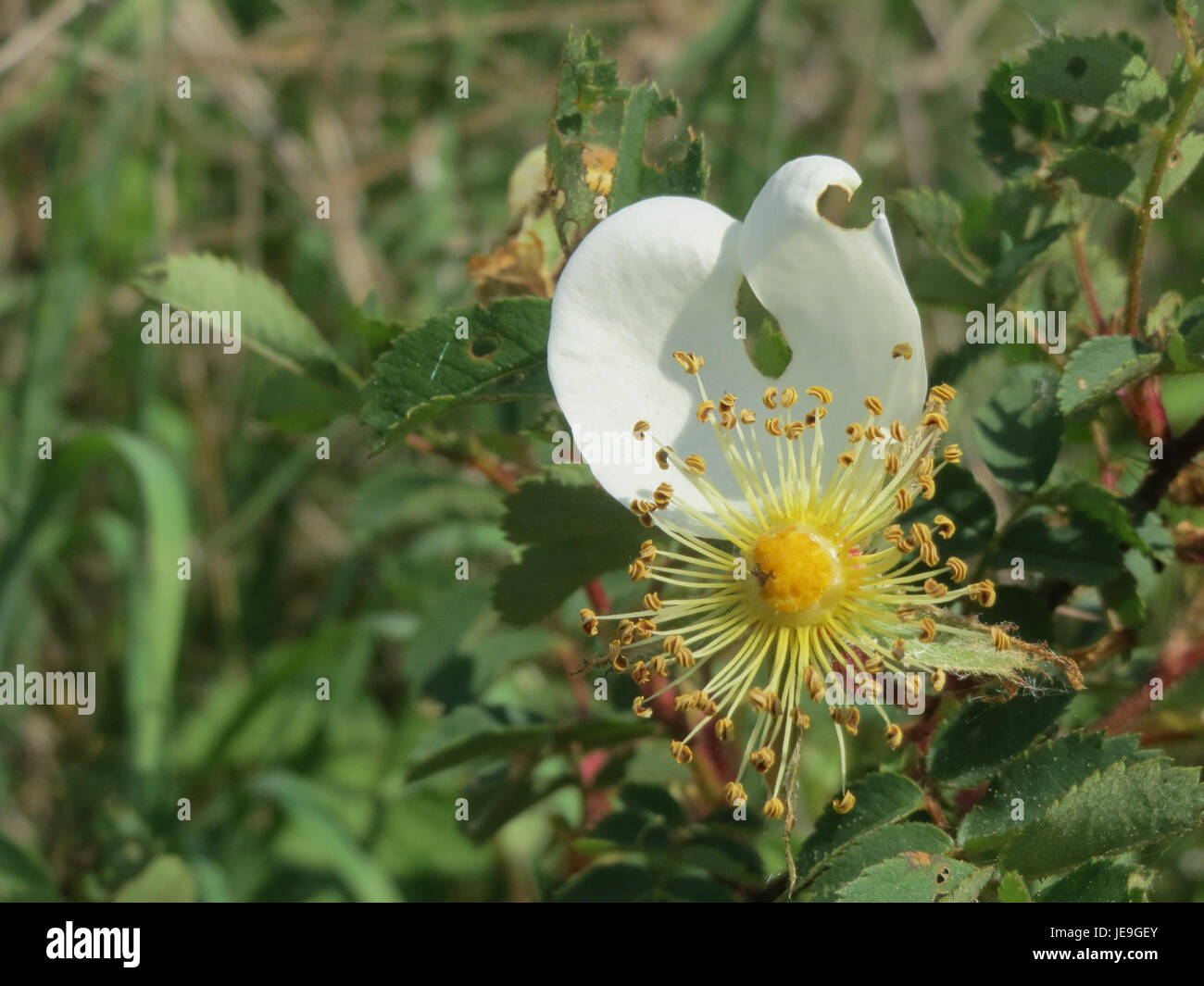 Rosa spinosissima, ou rose écossaise, est un arbuste rustique originaire d'Europe et d'Asie occidentale, connu pour ses fleurs blanc crème et ses hanches foncées. Banque D'Images