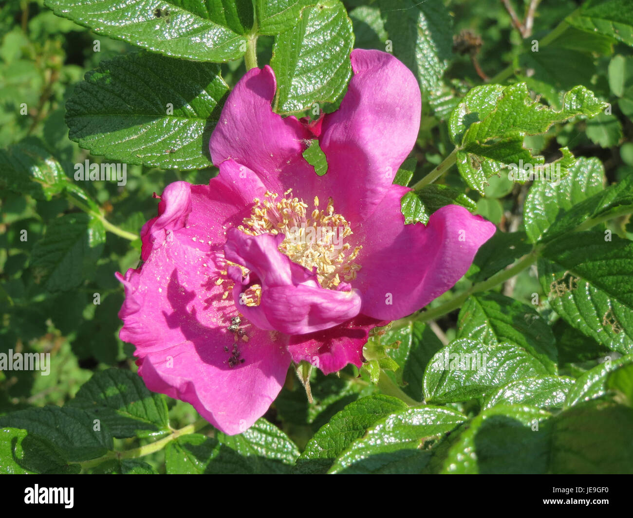 Rosa rugosa, communément appelée rose rugosa, est un arbuste rustique originaire d'Asie de l'est. Connu pour ses fleurs parfumées et ses grandes hanches rouges, il est largement cultivé à des fins ornementales et médicinales. Banque D'Images