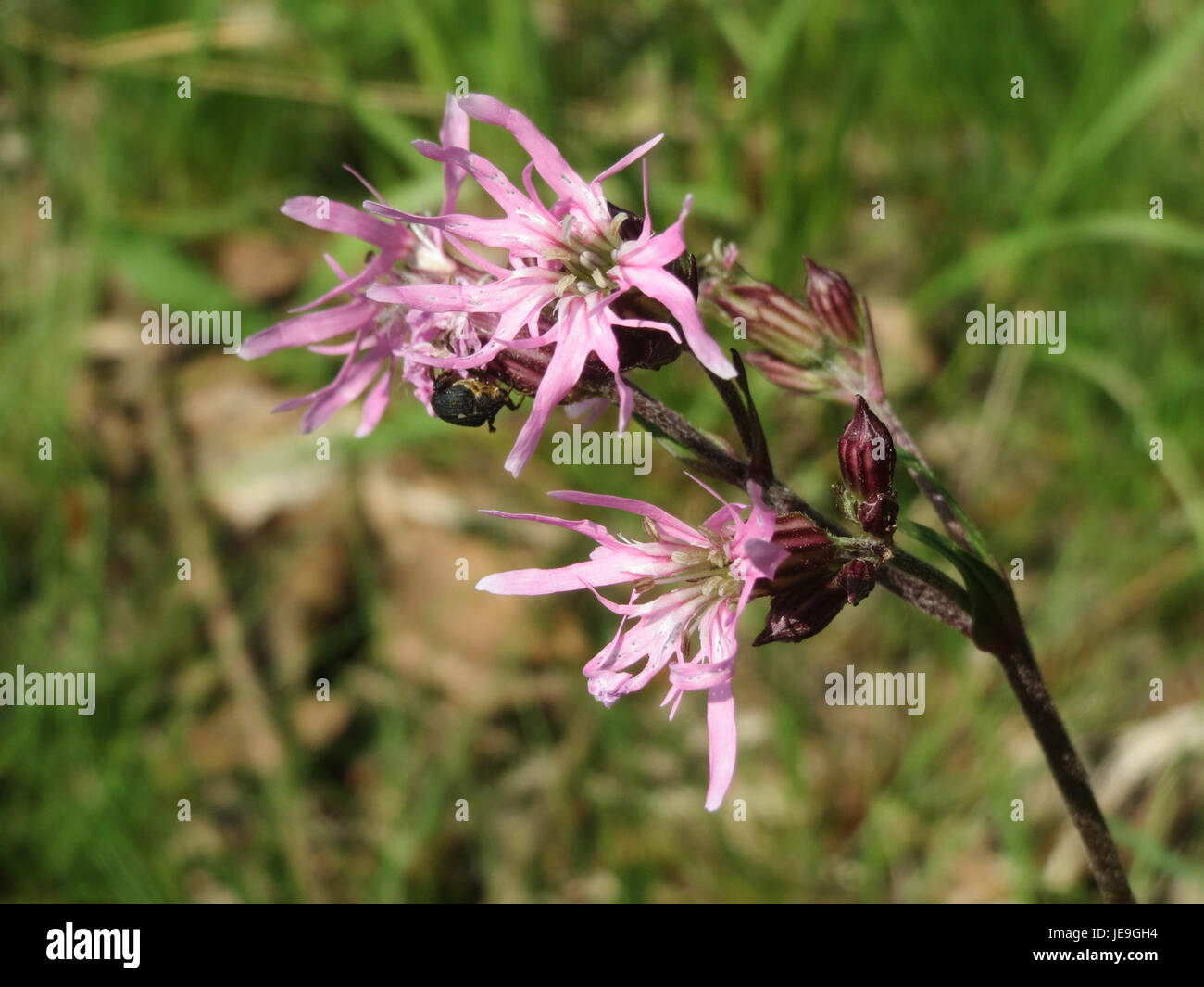 Une photographie prise le 25 avril 2014 de 'Lychnis flos-cuculi', également connu sous le nom de Ragged robin, montrant ses fleurs roses distinctives dans un habitat naturel. Banque D'Images