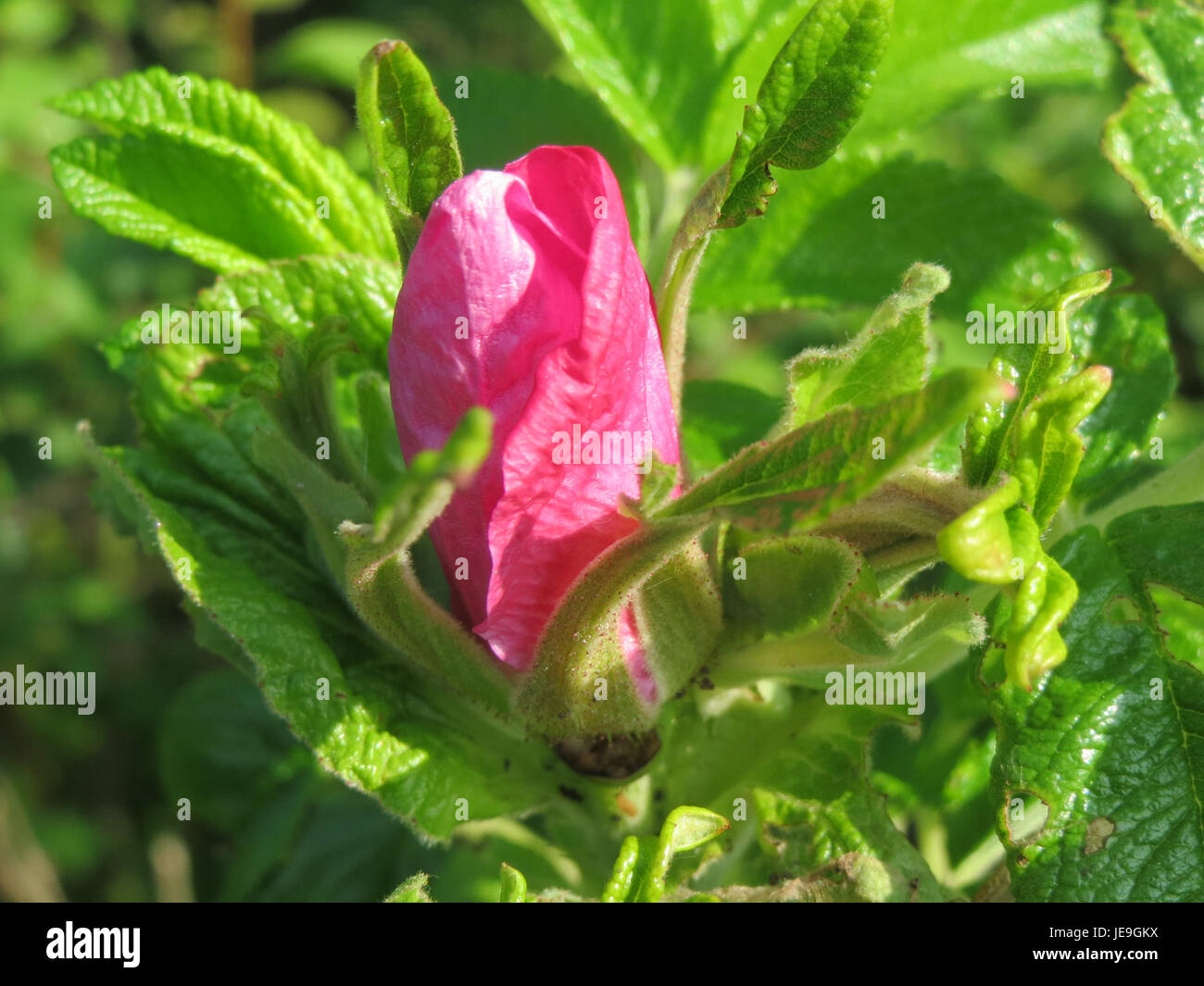Rosa rugosa, communément appelée rose rugosa, est un arbuste robuste connu pour ses fleurs roses ou blanches parfumées et sa tolérance à une variété de conditions environnementales. Banque D'Images