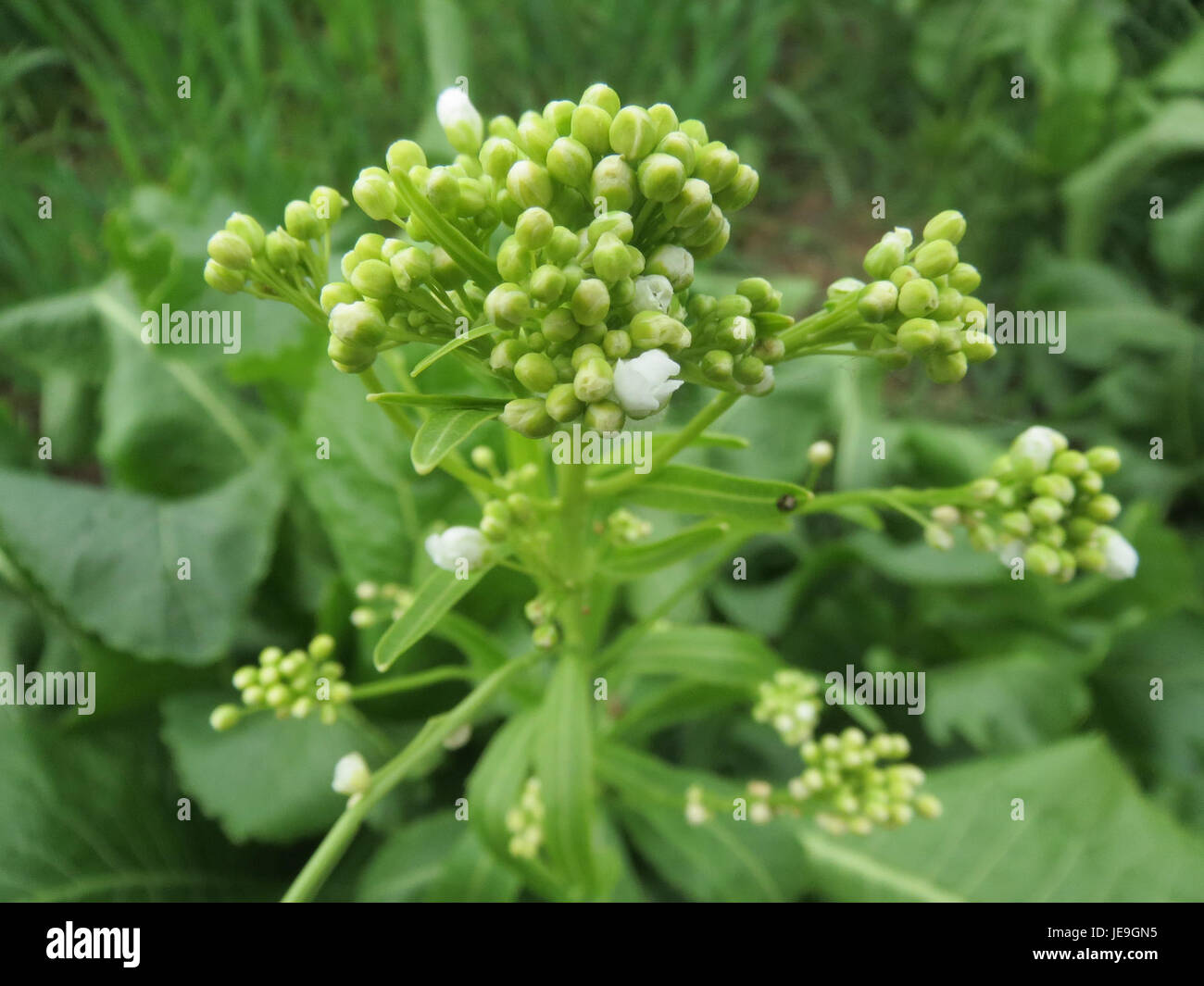 Armoracia rusticana, ou raifort, photographié le 27 avril 2014. Cette plante robuste est connue pour sa racine piquante, qui est utilisée dans les plats culinaires et la médecine traditionnelle. Banque D'Images