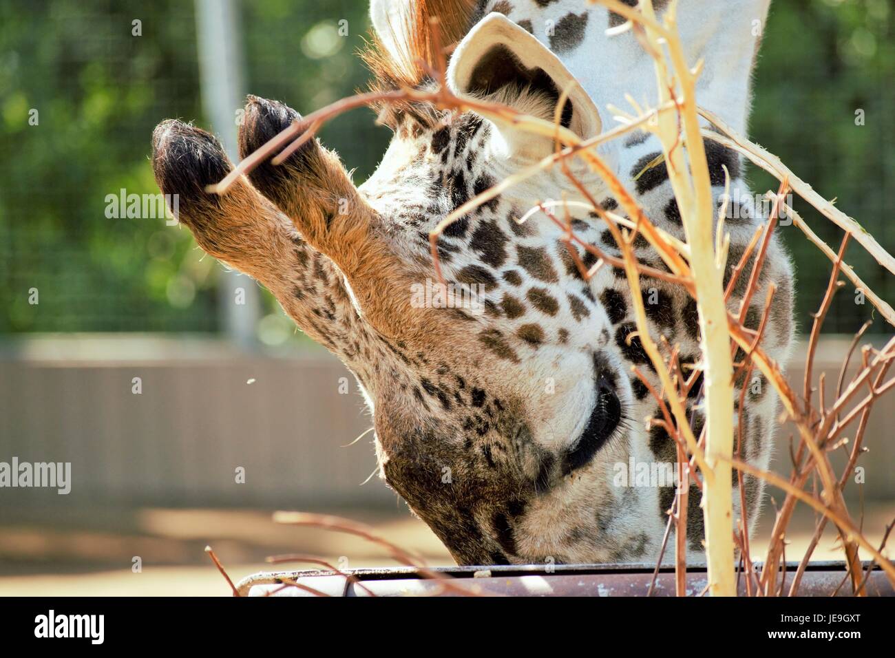 Girafe au zoo de San Diego Banque D'Images