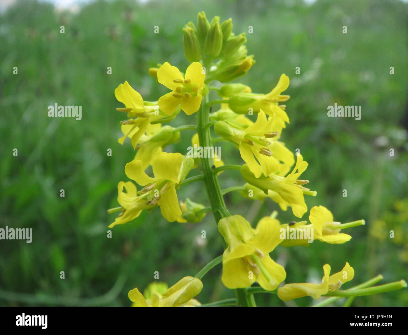 Barbarea vulgaris, connu sous le nom de wintercress, est une plante herbacée robuste souvent trouvée dans les zones humides et les fossés. Il est reconnu pour ses fleurs jaunes et ses propriétés médicinales. Banque D'Images