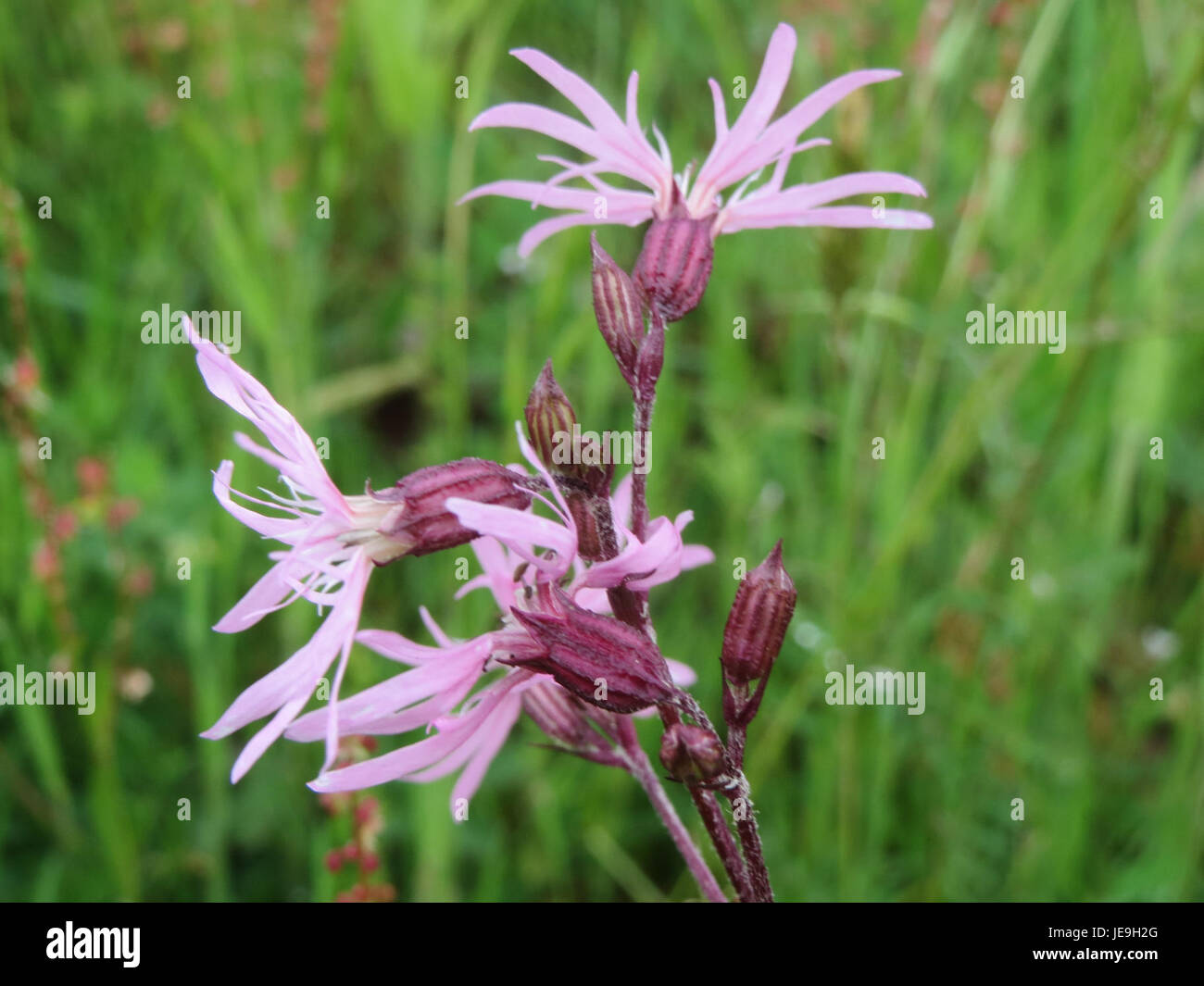 Photographie de Lychnis flos-cuculi, communément connu sous le nom de Ragged robin, prise le 7 mai 2014. La plante est connue pour ses fleurs roses et volantes distinctives et se trouve dans les prairies humides et les prairies. Banque D'Images