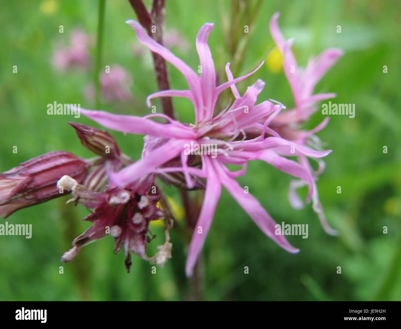 Lychnis flos-cuculi, communément connu sous le nom de Ragged robin, est une fleur sauvage trouvée dans les zones humides et les prairies. Il est reconnu pour ses fleurs roses et dentelées et est originaire d'Europe et de certaines parties de l'Asie. Banque D'Images