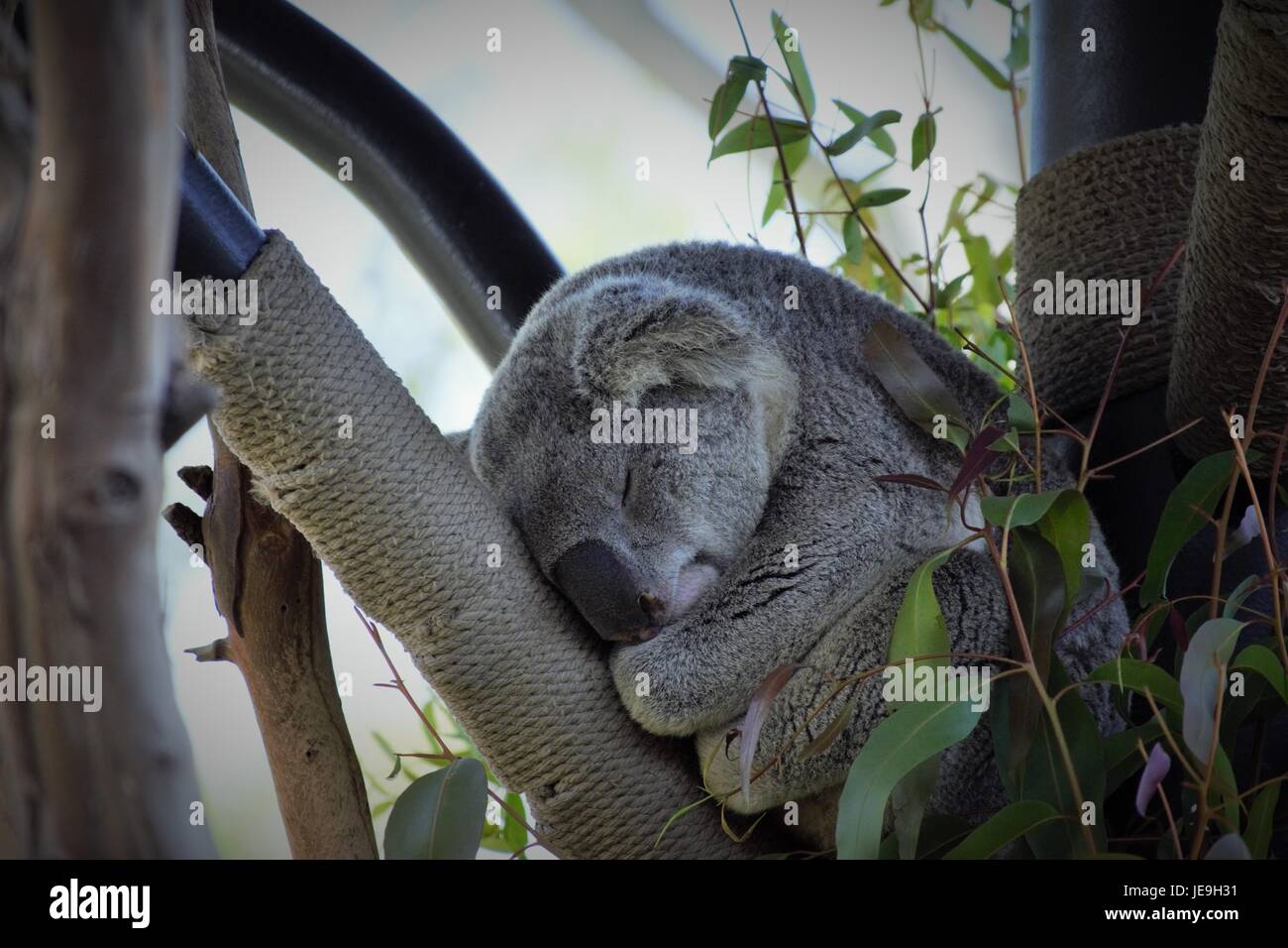Koala dormir au Zoo de San Diego Banque D'Images