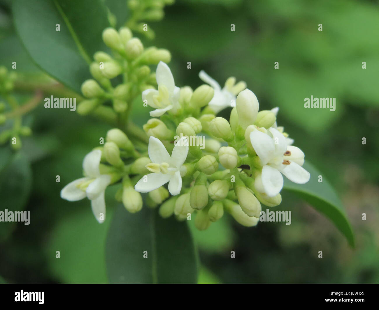 Cette photographie, prise le 9 mai 2014, montre *Ligustrum vulgare*, communément appelé privet commun. C'est un arbuste rustique souvent utilisé dans les haies et à des fins ornementales dans les jardins et les paysages. Banque D'Images