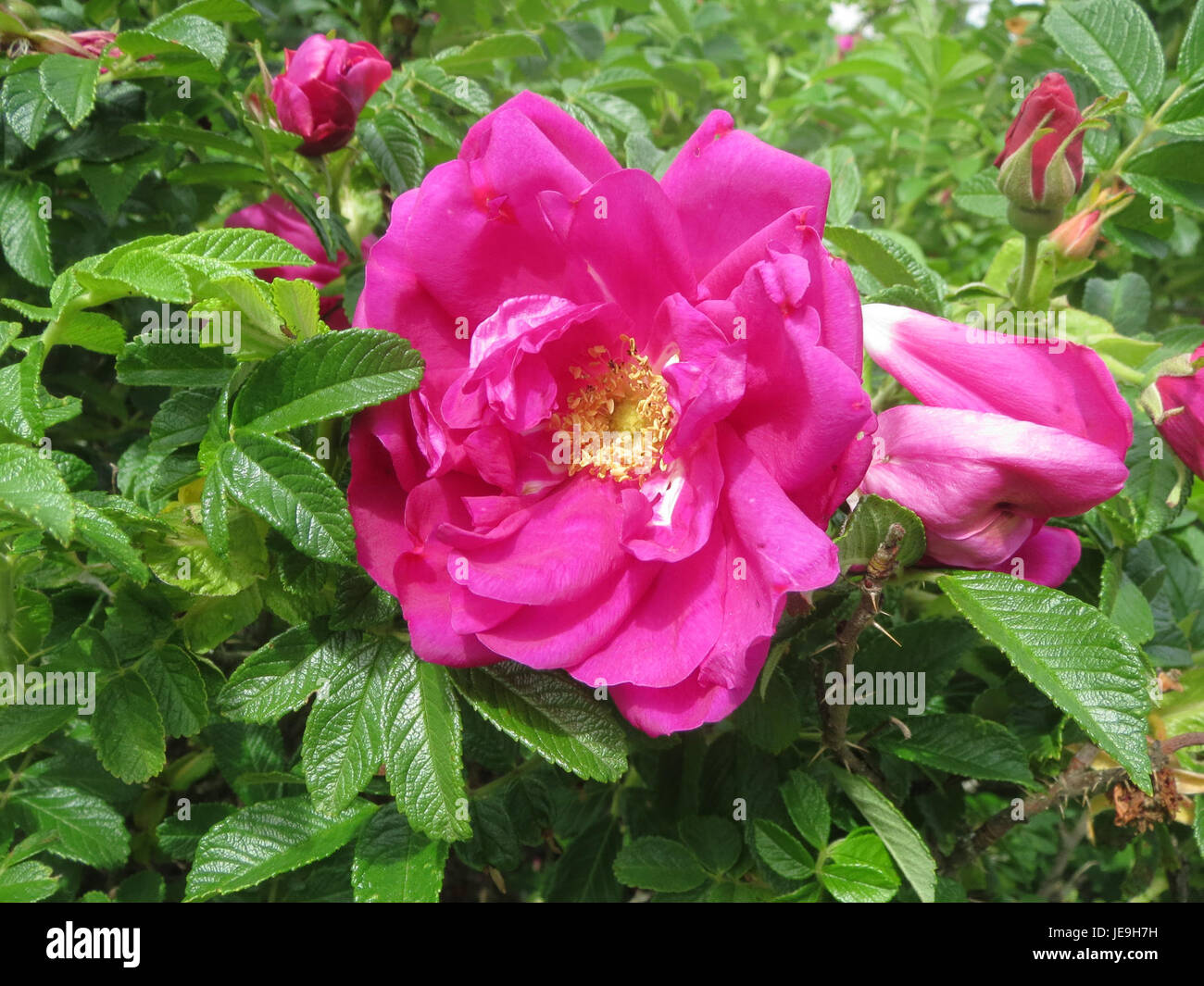 Photographie de Rosa rugosa, une espèce de rose fleurie connue pour sa nature robuste et ses grandes fleurs parfumées, prise en mai 2014. Banque D'Images
