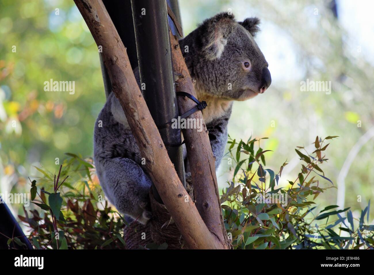 Koala au Zoo Banque D'Images