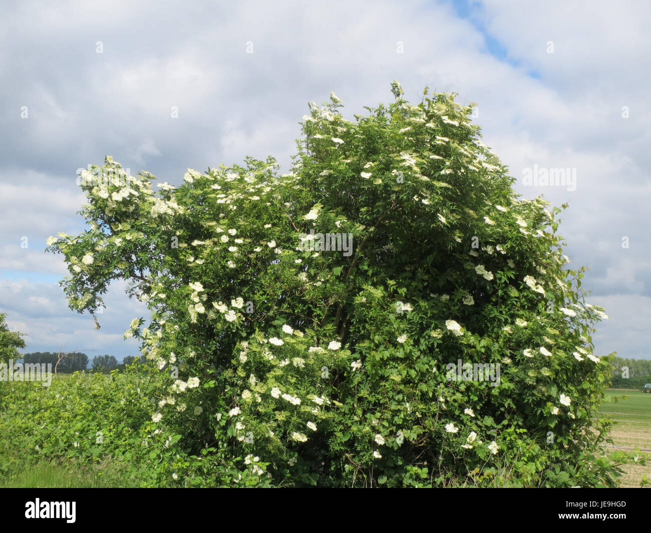 Sambucus nigra, également connu sous le nom de sureau, est une espèce de plante à fleurs de la famille Adoxaceae, originaire d'Europe, d'Asie occidentale et centrale et d'Amérique du Nord. Il est reconnu pour ses baies violettes foncées à noires, qui sont utilisées dans les sirops, les confitures et comme remède naturel contre le rhume. La plante pousse comme un arbuste ou un petit arbre et présente de grandes feuilles composées et de petites fleurs blanches en grappes. Banque D'Images
