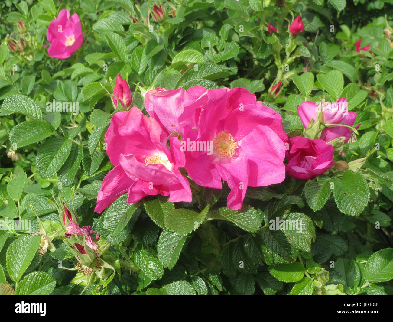 Rosa rugosa, également connu sous le nom de rose rugosa, est un arbuste robuste connu pour ses fleurs parfumées, roses à blanches. Il est couramment utilisé dans l'aménagement paysager et peut prospérer dans les zones côtières et les sols pauvres. Banque D'Images
