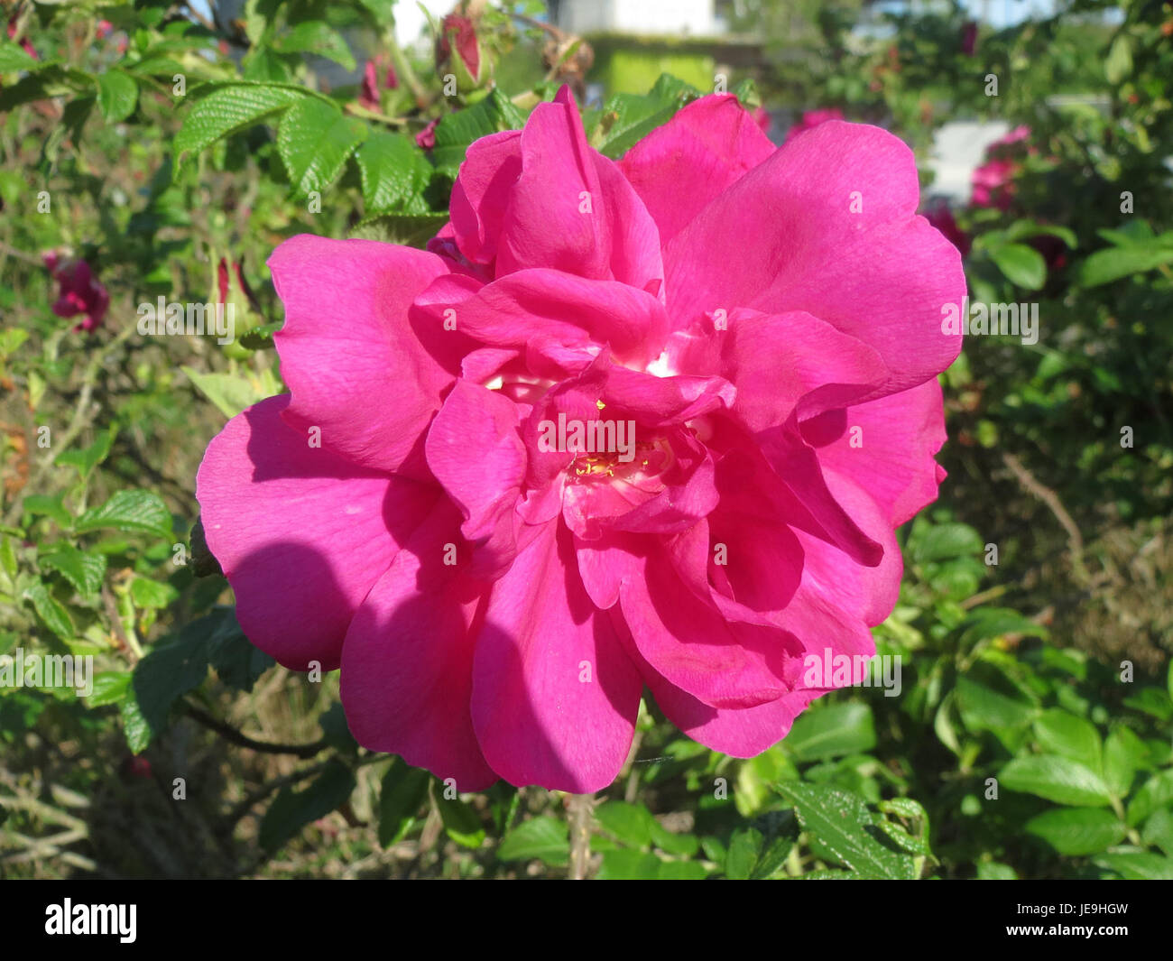 Rosa rugosa, communément connue sous le nom de rose rugosa, est une espèce de rose originaire d'Asie de l'est, souvent utilisée dans l'aménagement paysager pour sa dureté, ses fleurs parfumées et son feuillage dense. La plante est également appréciée pour ses propriétés médicinales. Banque D'Images