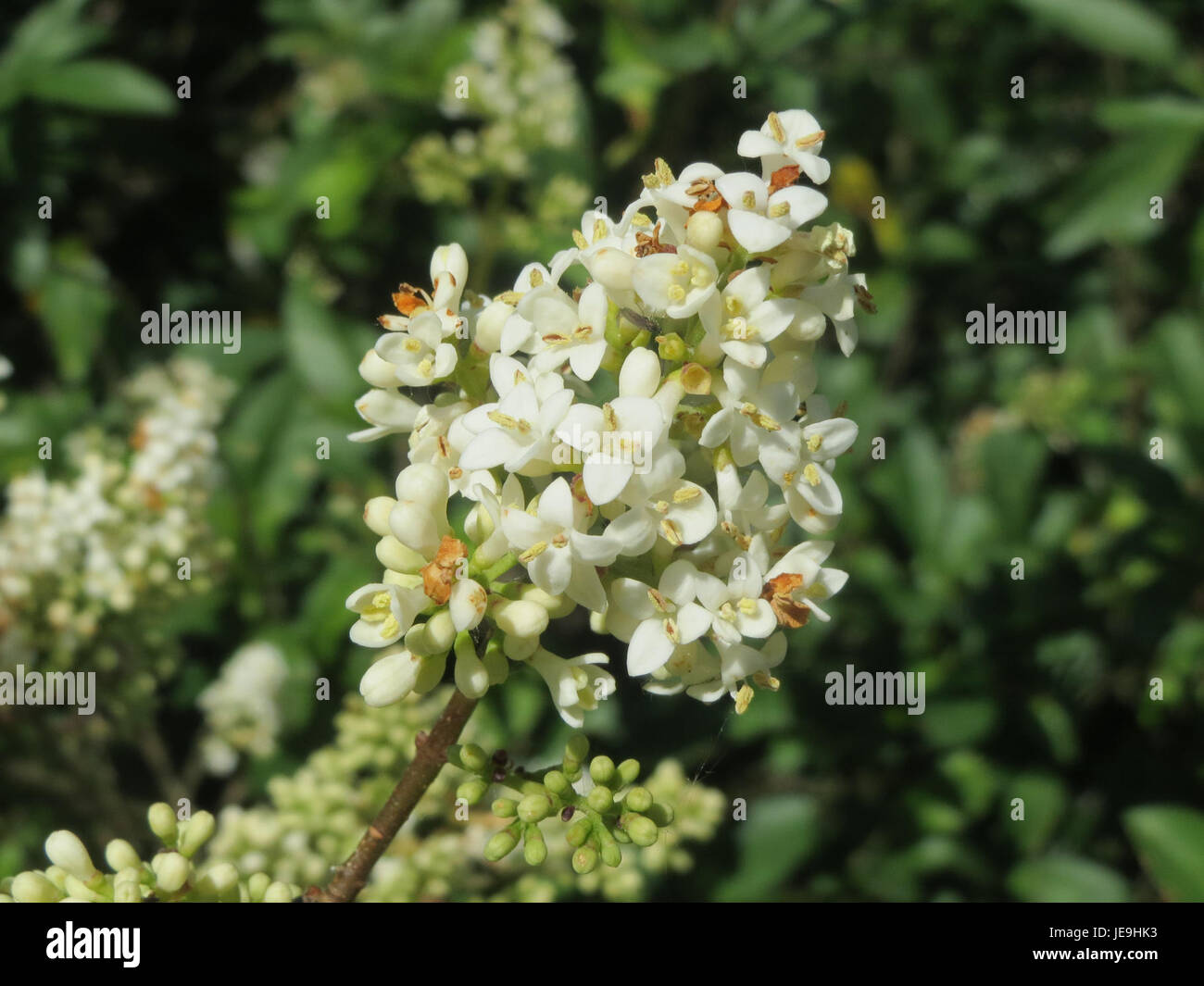 Ligustrum vulgare, communément appelé le privet commun, photographié en mai 2014, mettant en valeur ses feuilles brillantes et ses fleurs blanches. Banque D'Images