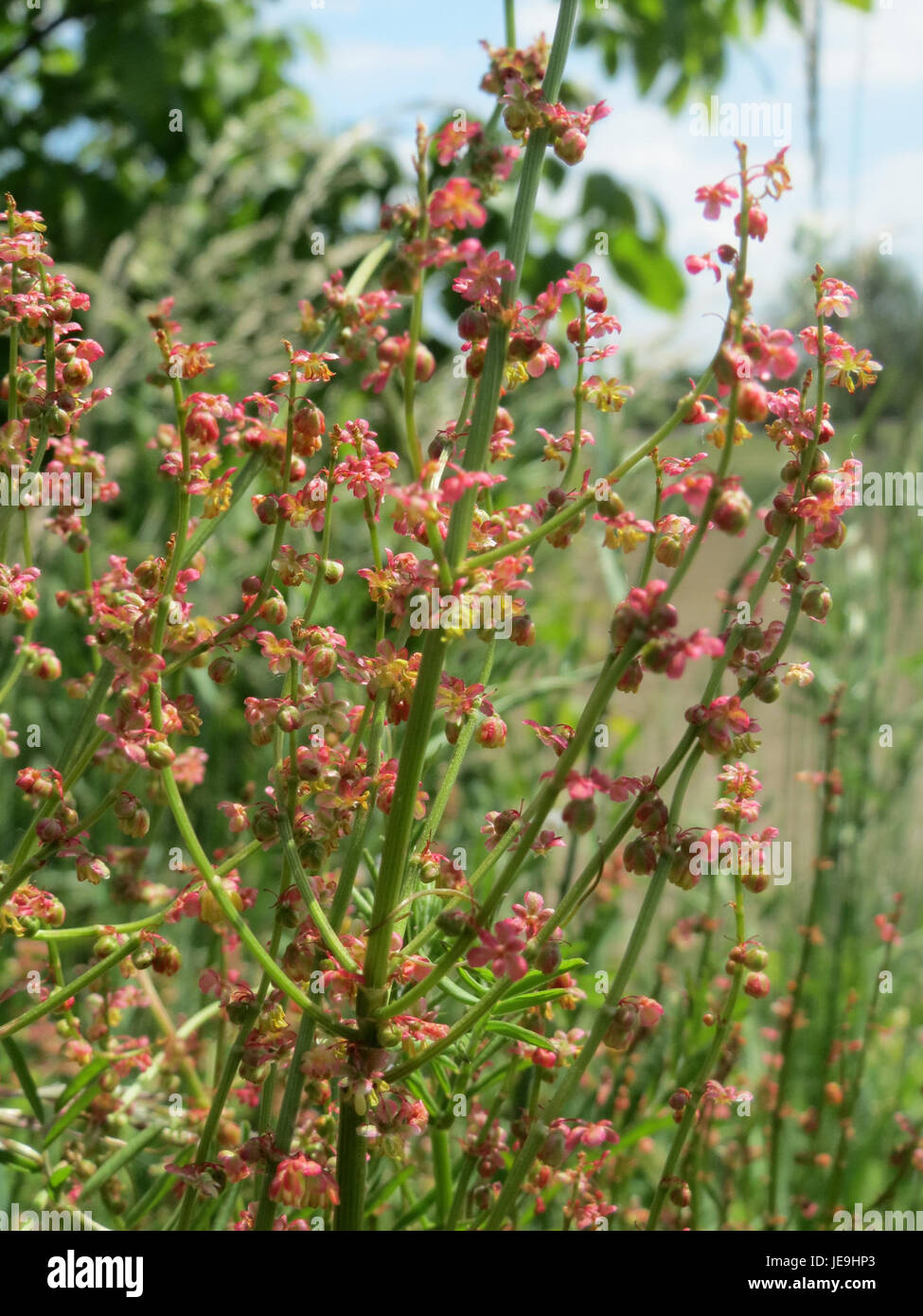 Une image de Rumex acetosa (oseille) capturée le 18 mai 2014, montrant ses feuilles vertes distinctives et ses tiges rouges. Banque D'Images