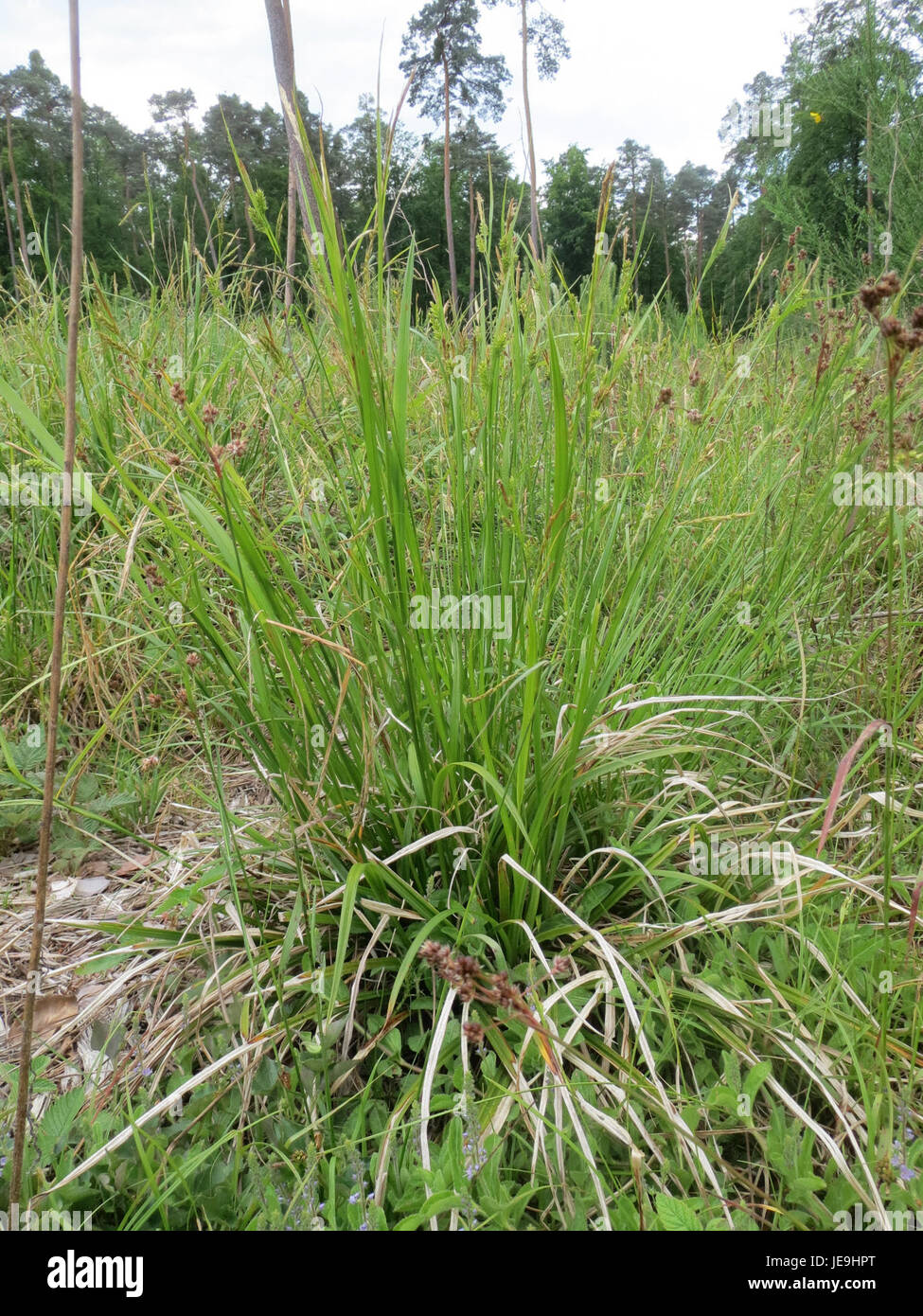 Une photographie de Carex pallescens, une espèce de sanglier, prise le 18 mai 2014. La plante est connue pour ses feuilles minces et sa présence commune dans les milieux humides. Banque D'Images
