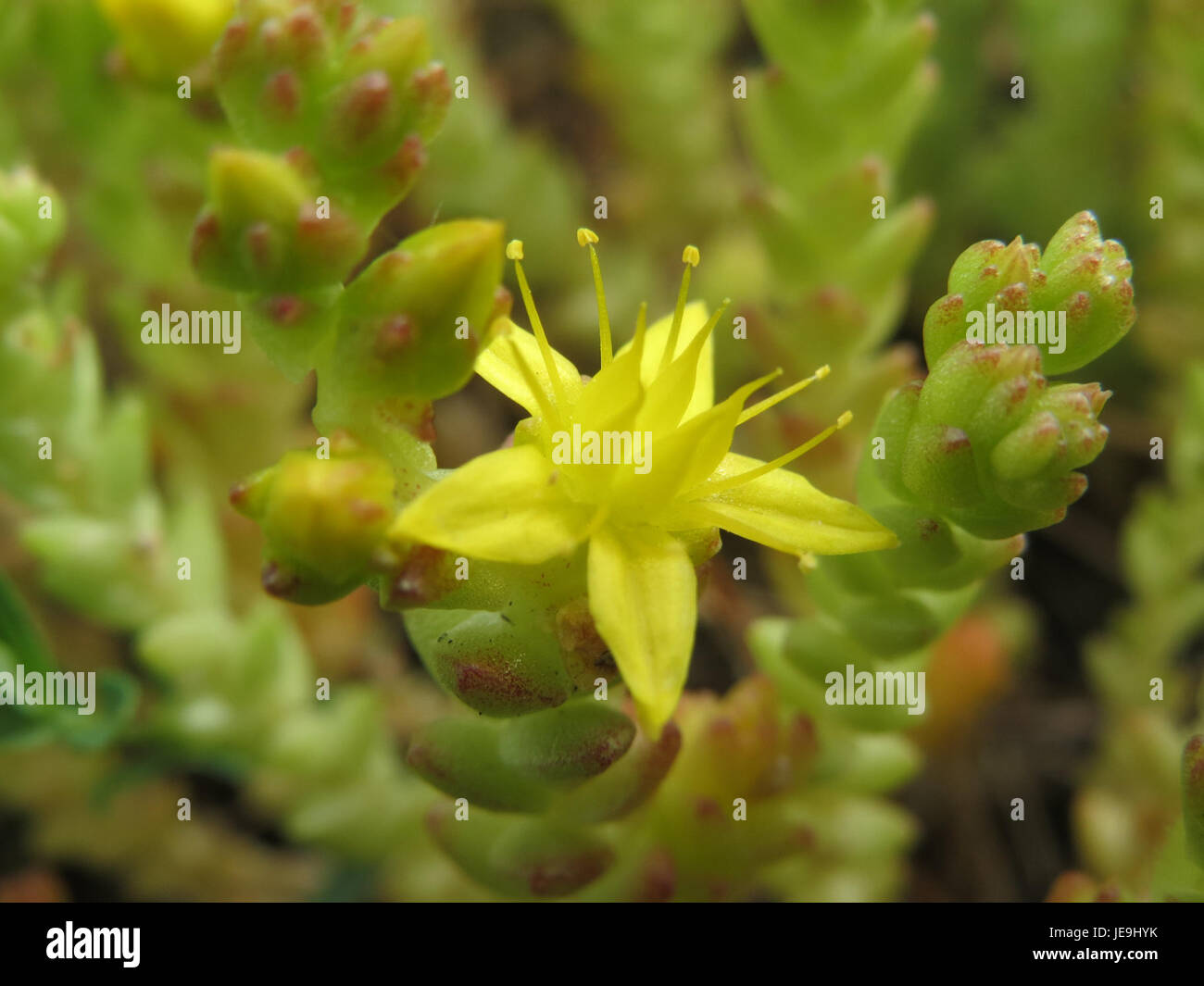 Une photographie botanique de Sedum acre, également connu sous le nom de pierre moussue. Ce succulent robuste est originaire d'Europe et pousse souvent dans des environnements rocheux ou sur des toits comme couverture de sol. Banque D'Images