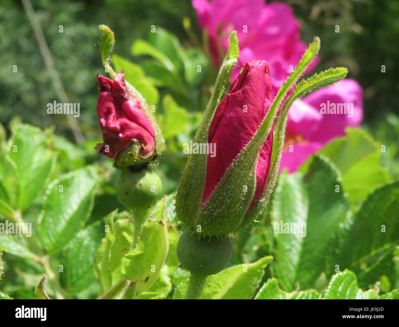 Photographie de Rosa rugosa, communément appelée Rose japonaise, prise le 23 mai 2014. Cette plante est bien connue pour ses fleurs parfumées et sa résistance à diverses conditions environnementales. Banque D'Images