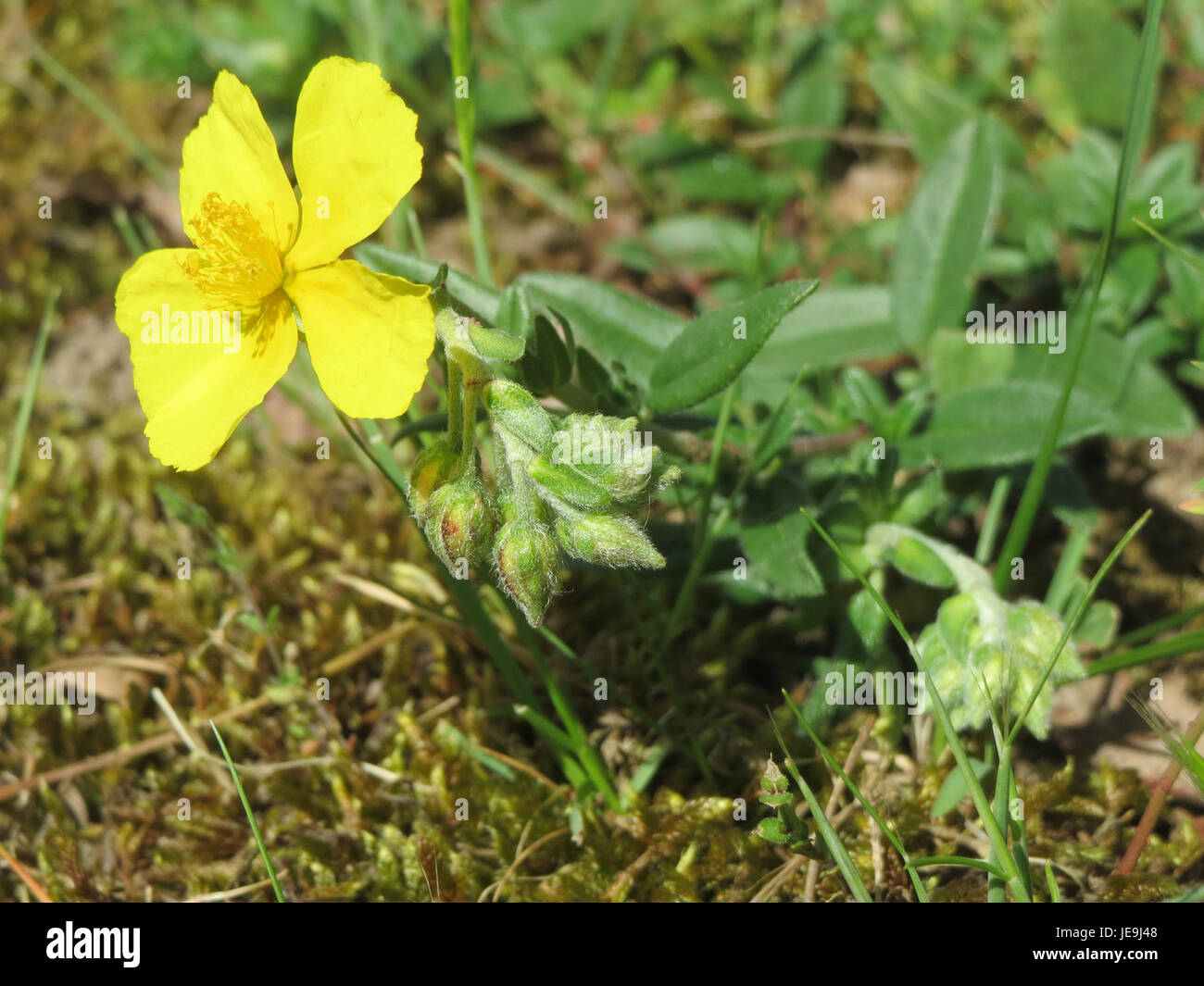 Une photographie de Helianthemum nummularium, communément appelé le rocher commun. Cette plante à fleurs est originaire d'Europe et est reconnue pour ses fleurs jaune vif et sa capacité à prospérer dans des conditions rocheuses et sèches. Banque D'Images