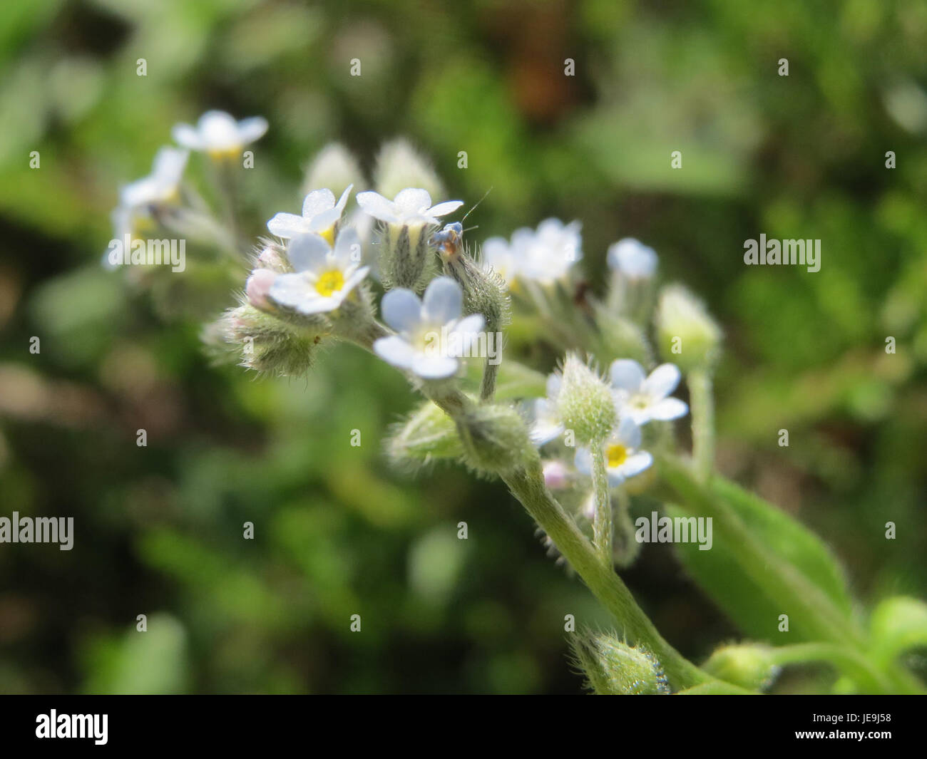 Myosotis arvensis, communément appelé champ Forget-me-not, est une petite plante à fleurs originaire d'Europe. Il est reconnu pour ses petites fleurs bleues et pousse généralement dans les prairies et les champs. Banque D'Images