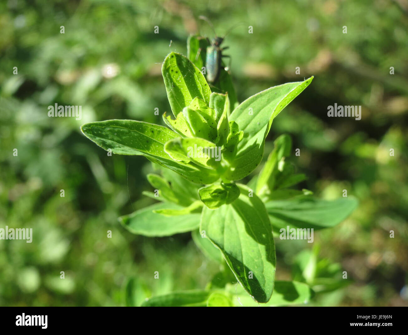 Hypericum perforatum, communément connu sous le nom de produit John's Wort, est une plante aux fleurs jaune vif et est connue pour ses utilisations médicinales, en particulier pour traiter la dépression légère et l'anxiété. Banque D'Images