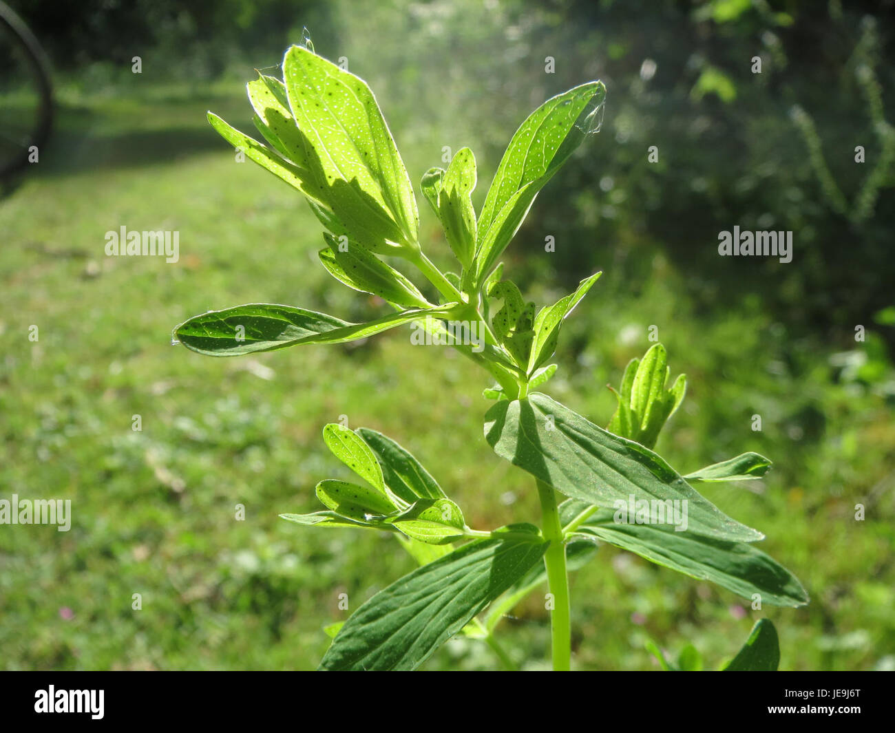 Cette image du 23 mai 2014 présente Hypericum perforatum, communément appelé millepertuis. La plante est bien connue pour ses propriétés médicinales, en particulier son utilisation dans le traitement de la dépression et de l'anxiété. Banque D'Images