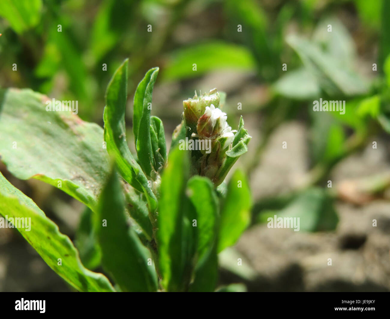 Polygonum aviculare, également connu sous le nom de nouilles communes, est une espèce de plante vivace trouvée dans diverses régions du monde, connue pour sa résilience et son adaptabilité à divers environnements. Banque D'Images