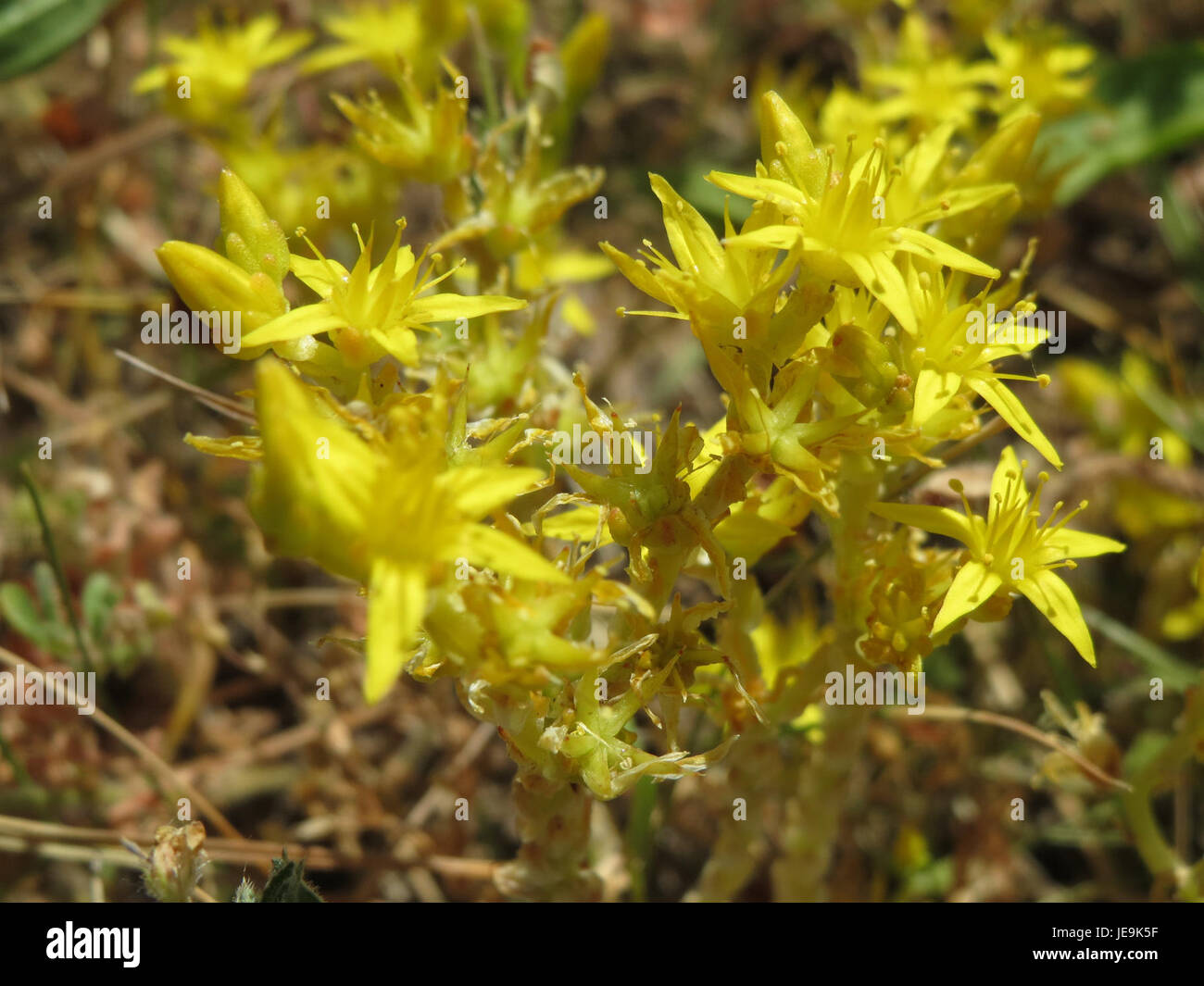 Sedum acre, communément connu sous le nom de poivron mural ou crevette à piquer, est une plante succulente robuste à faible croissance trouvée dans les habitats rocheux ou secs. Ses fleurs jaunes et ses feuilles charnues en font un choix populaire pour les jardins de rocaille. Banque D'Images