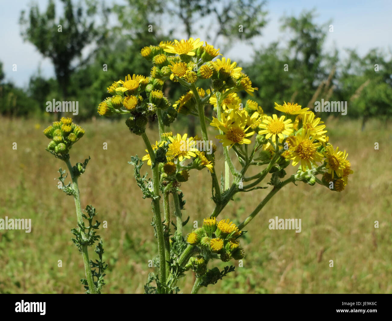 Jacobaea vulgaris, communément appelé amuse commune, est une plante à fleurs de la famille des Asteraceae. Il est originaire d'Europe et connu pour ses fleurs jaune vif, souvent trouvées dans les champs et les prairies. Banque D'Images