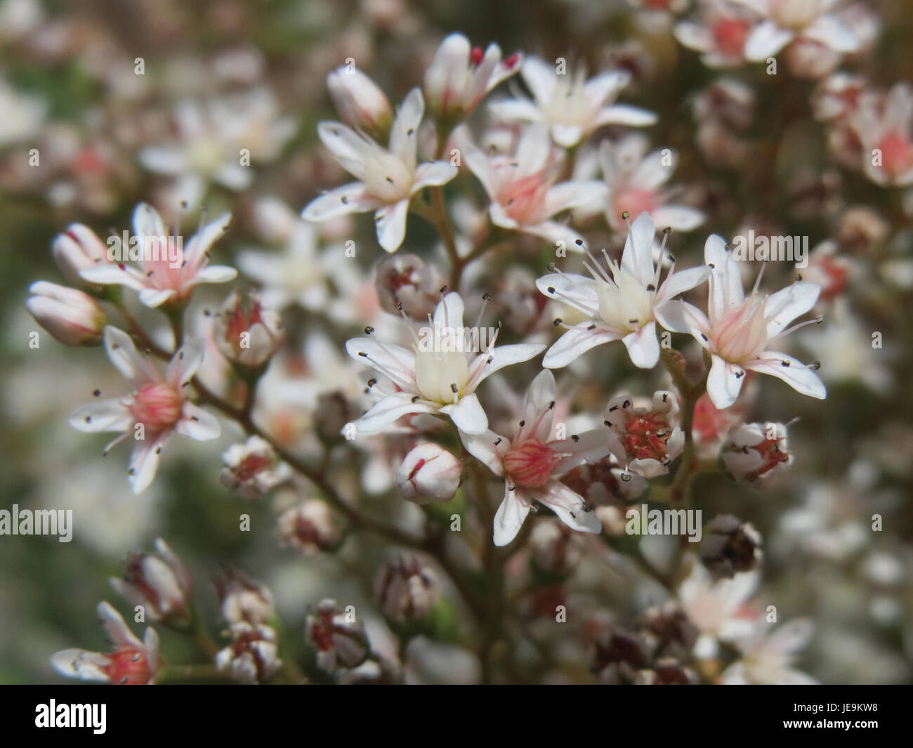 Une photographie de Sedum album, communément appelé pierre blanche, montrant ses petites fleurs blanches et ses feuilles vertes charnues, une plante rustique souvent utilisée dans l'aménagement paysager et comme couvre-sol. Banque D'Images