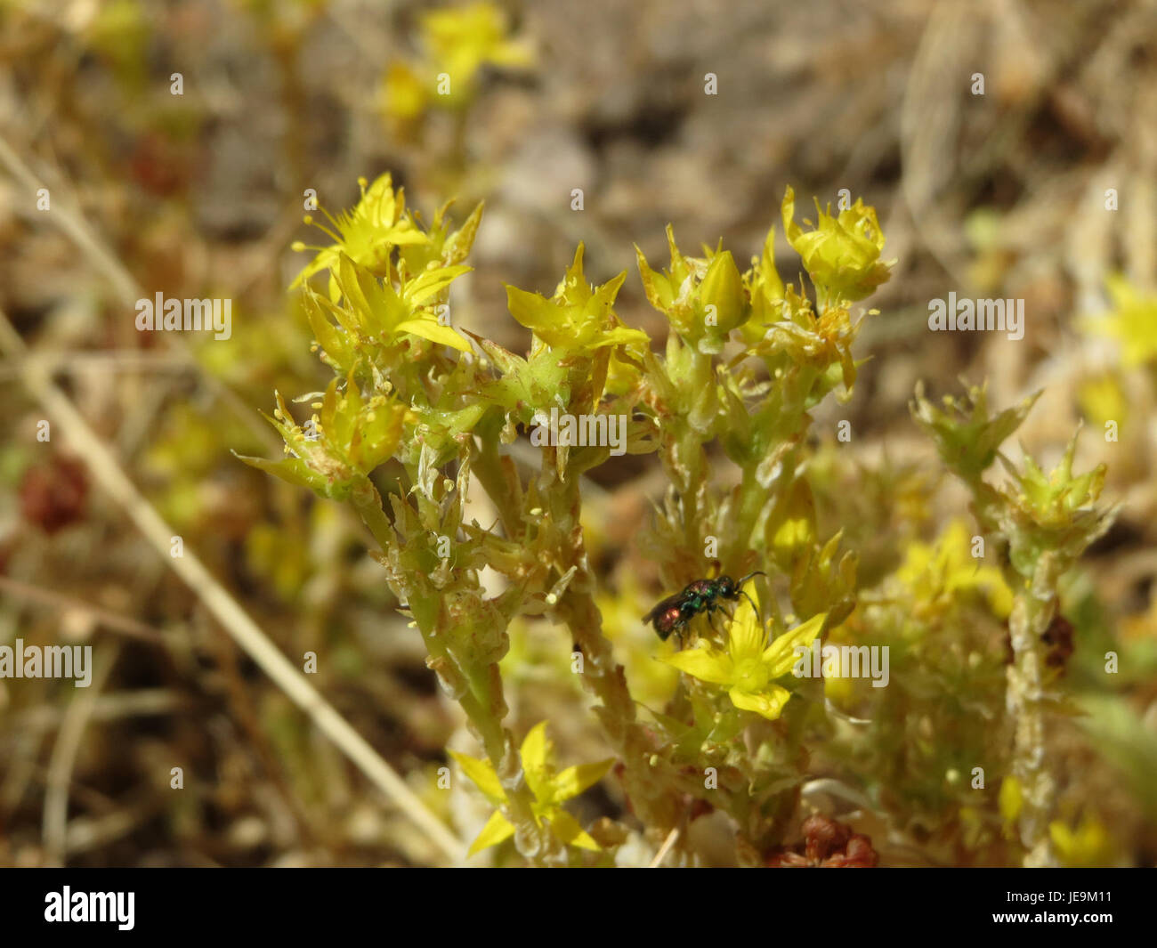 Sedum acre, communément connu sous le nom de pierre moussue, est une plante succulente à faible croissance originaire d'Europe. Il prospère dans les environnements rocheux et est connu pour ses petites fleurs jaunes en forme d'étoile qui fleurissent en été. Banque D'Images