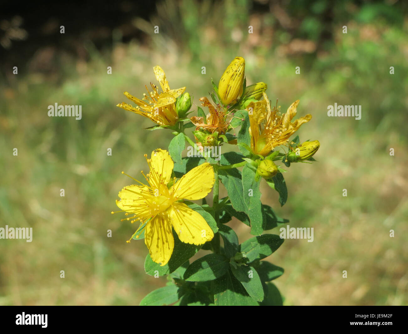 Hypericum perforatum, communément appelé produit John's Wort, photographié le 25 juin 2014, mettant en évidence ses fleurs jaunes et ses propriétés médicinales. Banque D'Images