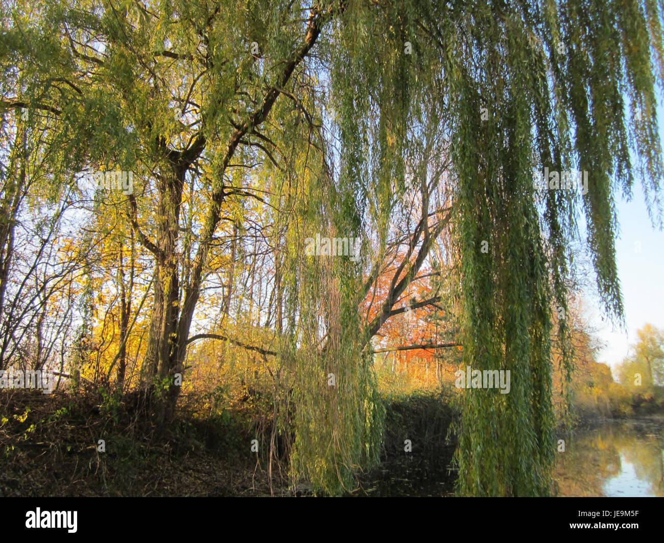 Photographie d'un saule pleureur (Salix babylonica) à Ketschau, Allemagne, prise le 13 novembre 2012. L'arbre est connu pour ses branches et ses feuilles tombantes. Banque D'Images