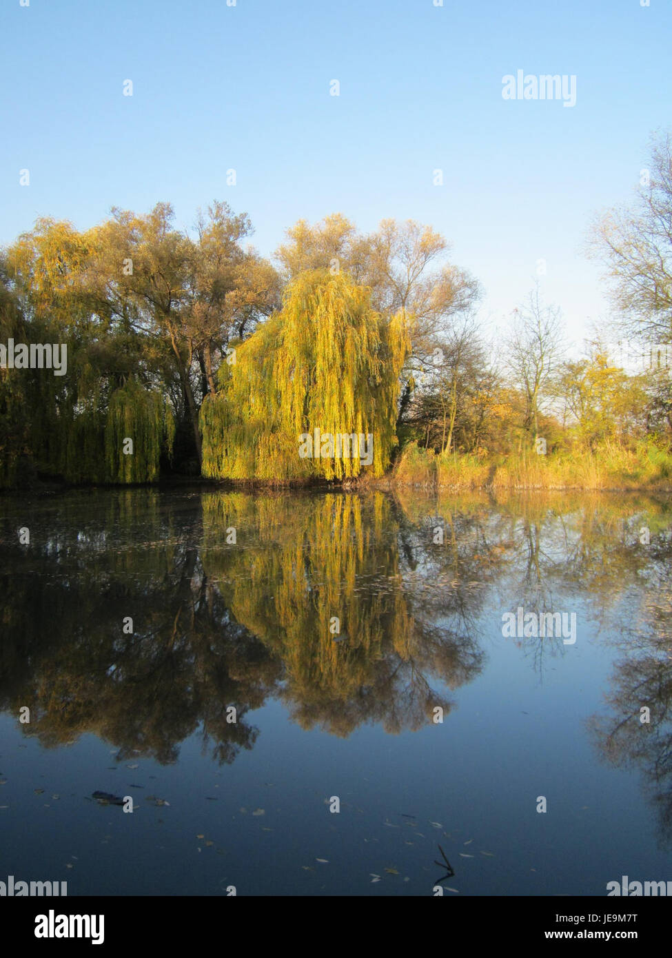 L'arbre Trauerweide à Ketschau, montré le 13 novembre 2012, est une espèce de saule pleureur connue pour ses branches tombantes et son aspect gracieux dans les paysages et les jardins. Banque D'Images