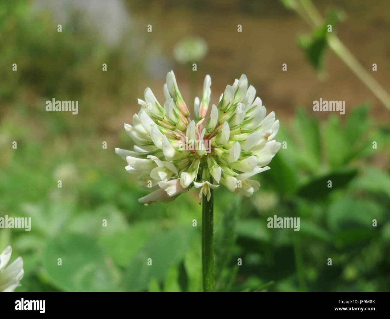 L'image montre *Trifolium repens*, communément appelé trèfle blanc, une plante vivace originaire d'Europe, que l'on trouve couramment dans les pelouses et les prairies. Il a des fleurs blanches distinctives et est connu pour son rôle dans la fixation de l'azote, améliorant la qualité du sol dans les environnements agricoles. Banque D'Images