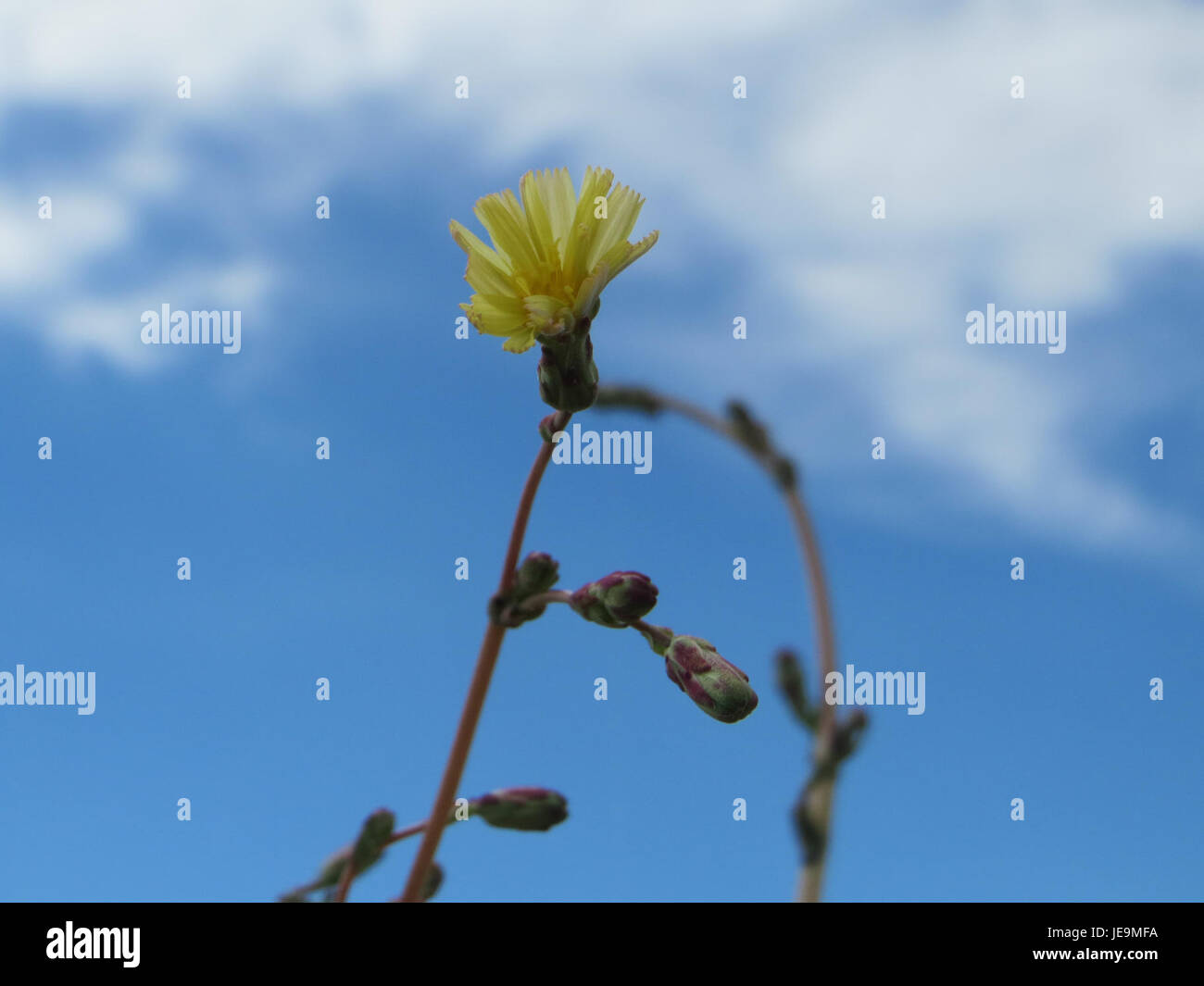 marguerite-famille-des-plantes-banque-de-photographies-et-d-images