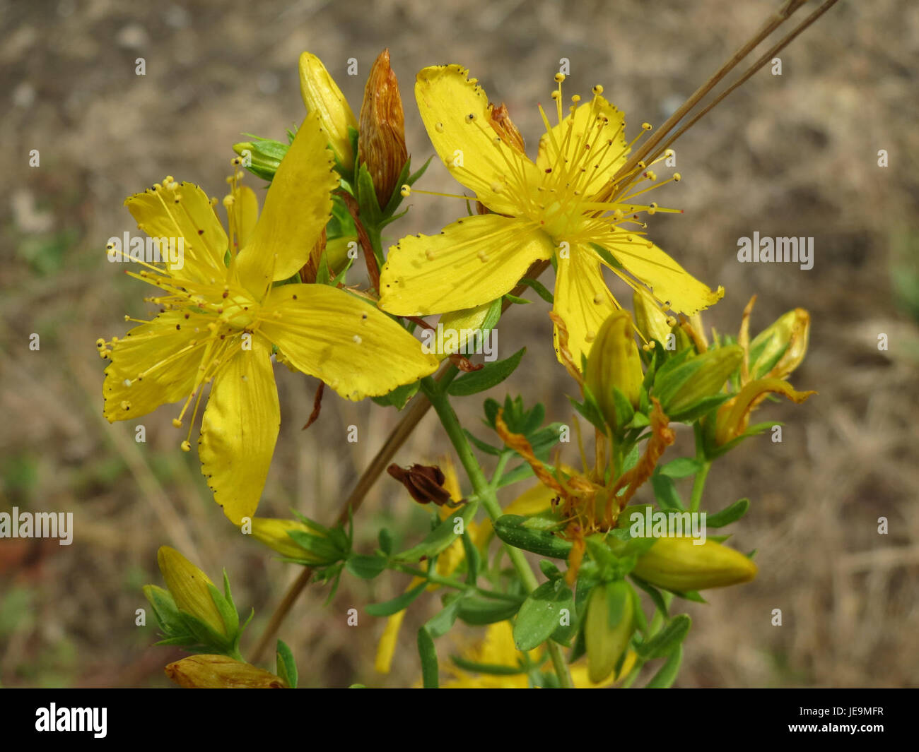 Une photographie de Hypericum perforatum, communément appelé John's Wort, prise le 29 juin 2014. La plante est reconnue pour ses fleurs jaunes et son utilisation en phytothérapie. Banque D'Images