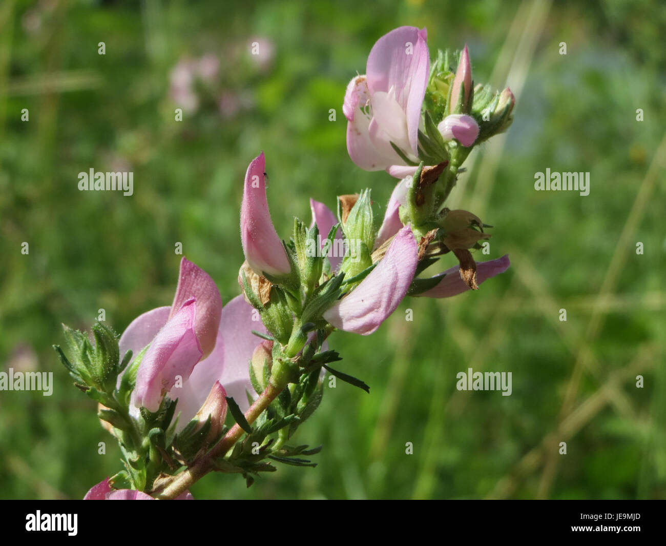 Ononis repens, communément connu sous le nom de restharrow, est une espèce végétale trouvée dans diverses parties de l'Europe. Cette plante est remarquable pour son utilisation en médecine traditionnelle et sa capacité à prospérer dans des environnements difficiles. Banque D'Images