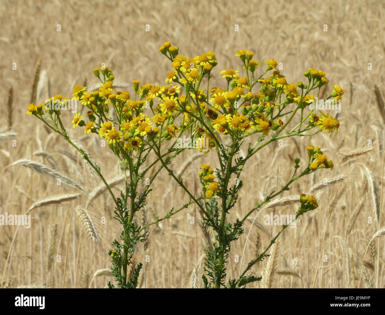 *Jacobaea vulgaris*, communément appelée amuse commune, est une plante à fleurs que l’on trouve dans les régions tempérées. Il produit des fleurs jaune vif et est souvent considéré comme une espèce envahissante dans certaines régions en raison de sa toxicité pour le bétail. La plante pousse généralement dans les champs, les bords de route et les zones perturbées. Banque D'Images