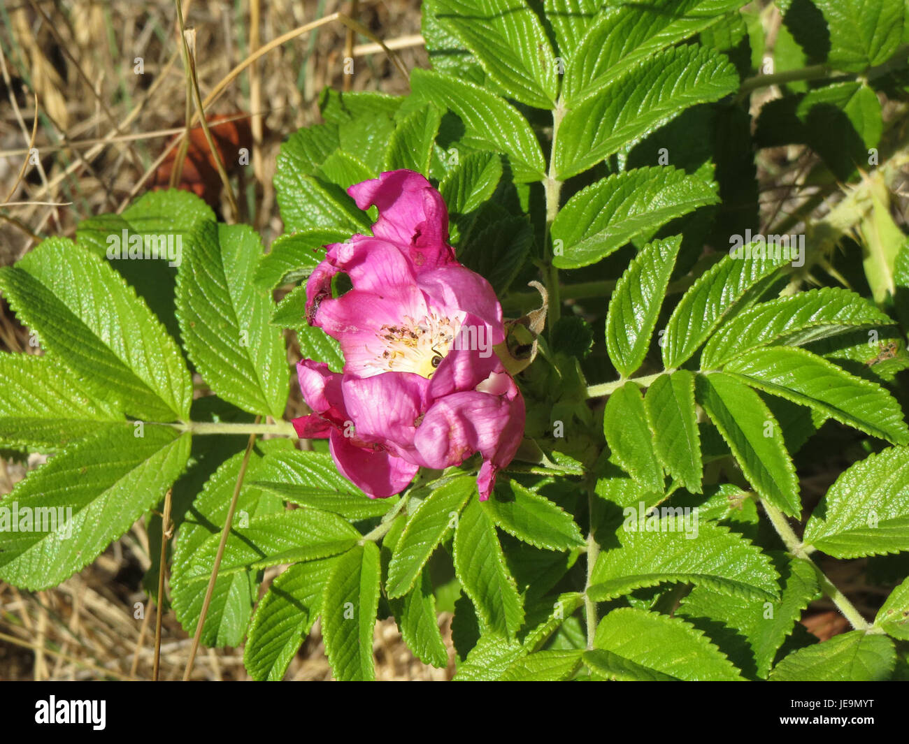 Rosa rugosa, communément appelé rose rugosa, est un arbuste rustique originaire d'Asie de l'est. La plante est connue pour ses fleurs parfumées et est souvent utilisée dans l'aménagement paysager ornemental. Banque D'Images