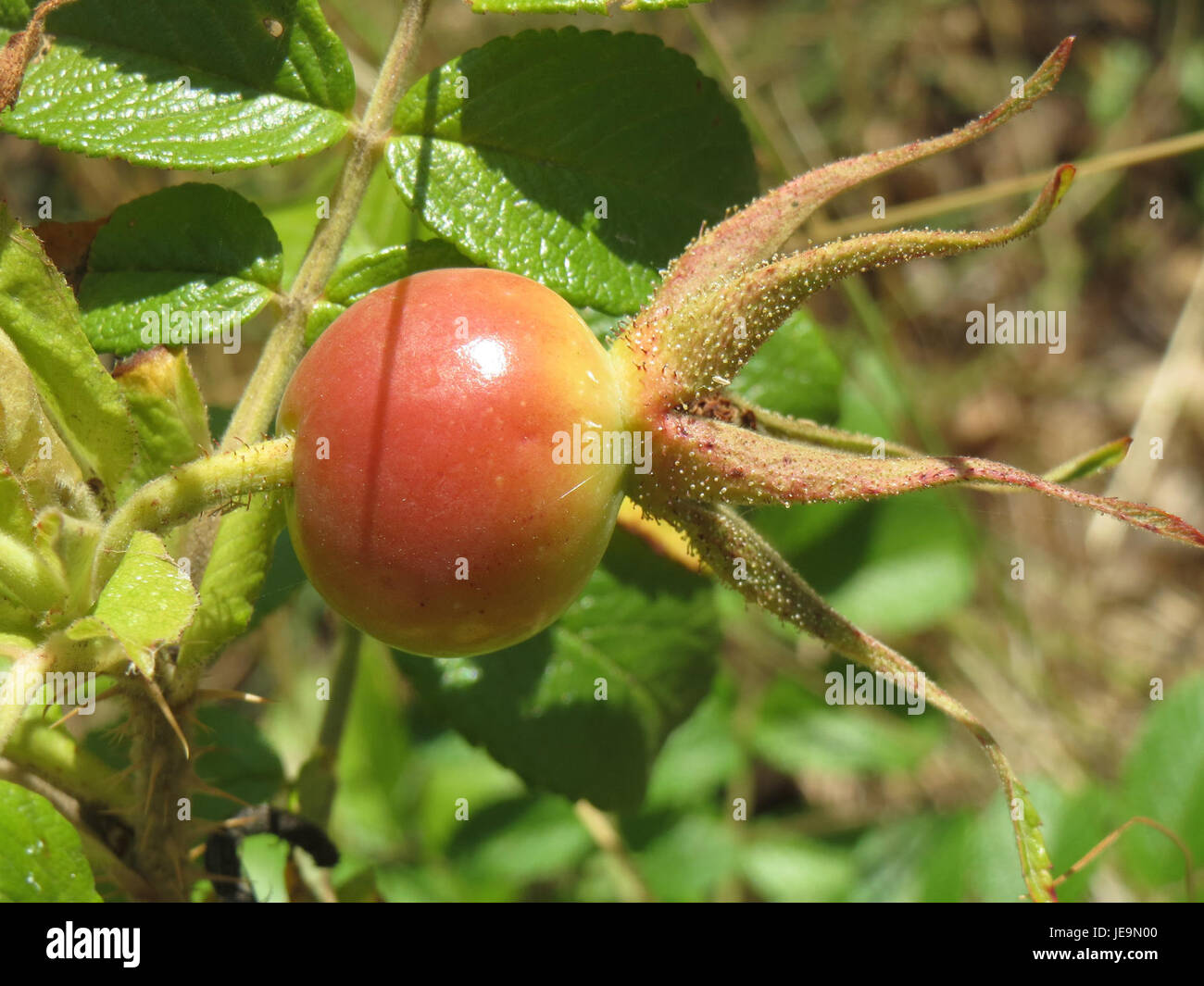 Rosa rugosa, communément appelé rose rugosa, est un arbuste robuste connu pour ses fleurs parfumées de rose à blanc et ses tiges épineuses. Il est souvent utilisé dans l'aménagement paysager et comme plante décorative dans les jardins. Banque D'Images