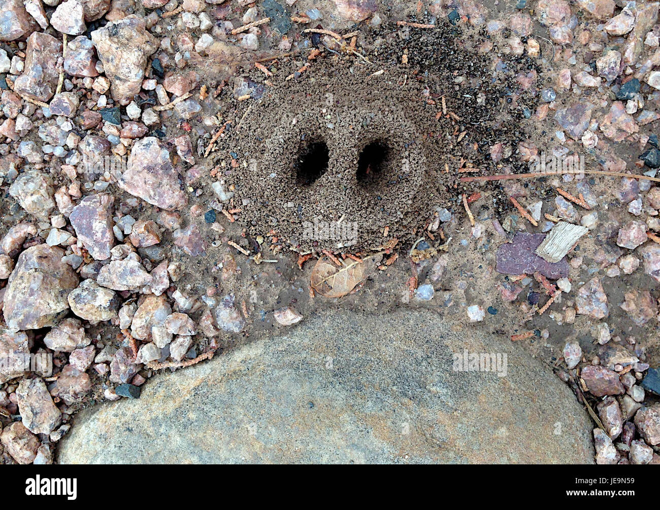 2014-365-185 je sais qui les fourmis culte (14576810255) Banque D'Images