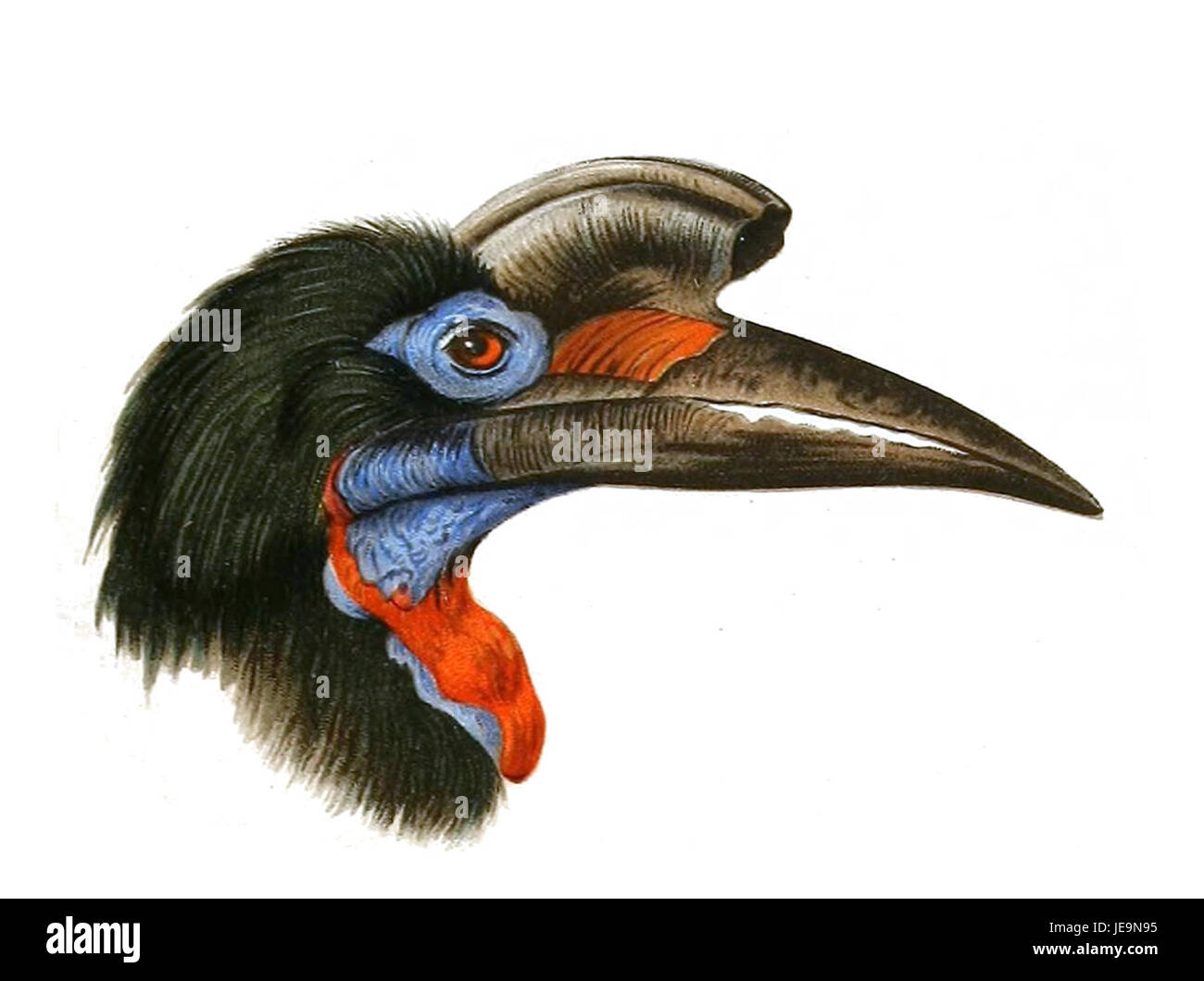 Bucorvus abyssinicus, communément connu sous le nom de bec de corne abyssinien, est un grand oiseau trouvé en Afrique de l'est. Il est connu pour son apparence frappante et est un membre de la famille Hornbill. Banque D'Images