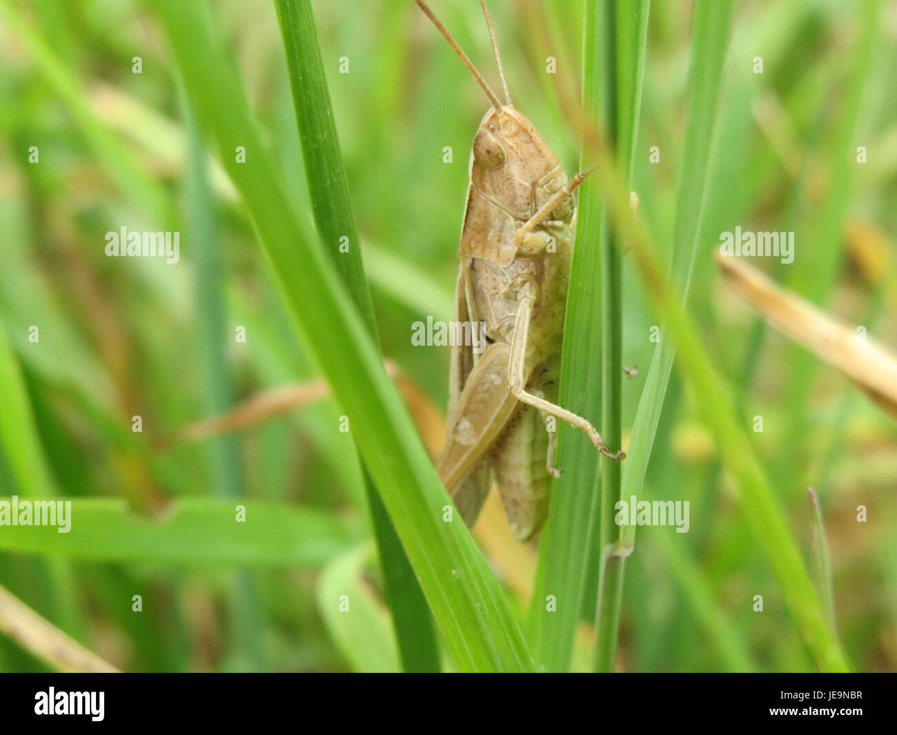 Chorthippus dorsatus, une espèce de sauterelle, connue pour son corps vert et ses marques brunes, originaire d'Europe et d'Asie, souvent trouvée dans les prairies et les prairies pendant les mois d'été. Banque D'Images