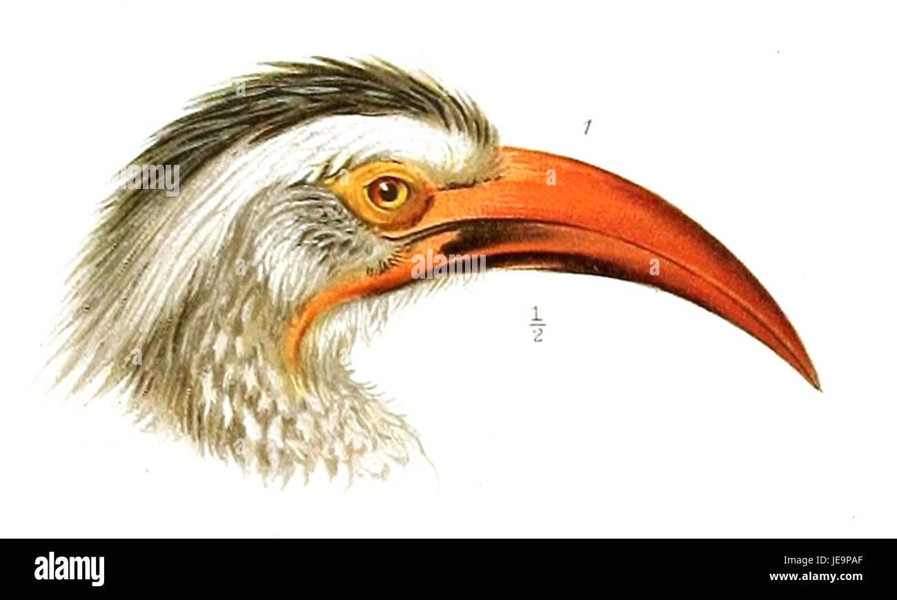 *Tockus rufirostris*, communément appelé bec de corne à bec rouge, est une espèce d'oiseau de la famille des Bucerotidae. Cette photographie capture les traits distinctifs de l'oiseau, y compris son bec rouge éclatant. Banque D'Images