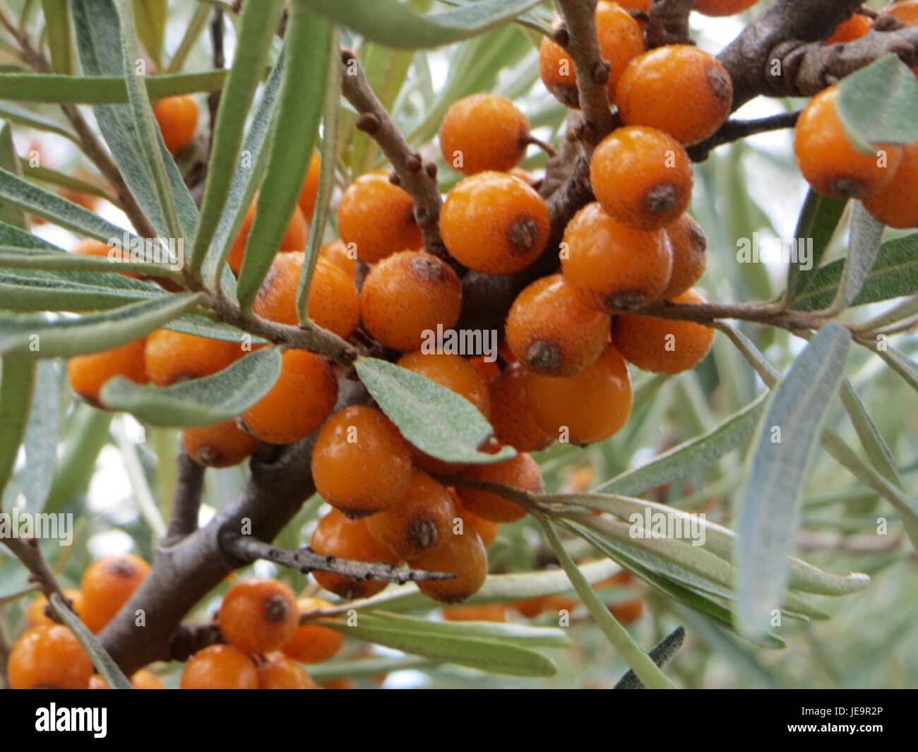 Cette image montre Hippophae rhamnoides, communément appelé argousier, une plante robuste connue pour ses baies orangées. Il est souvent utilisé à des fins médicinales et pour améliorer la qualité du sol. Banque D'Images